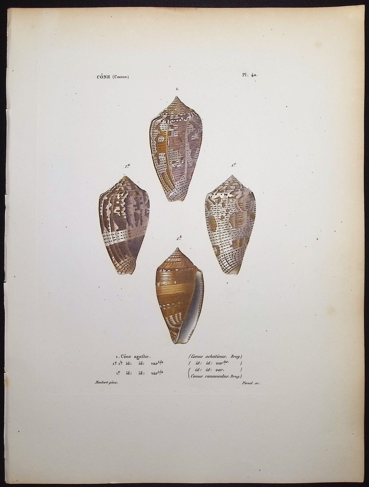 Shells