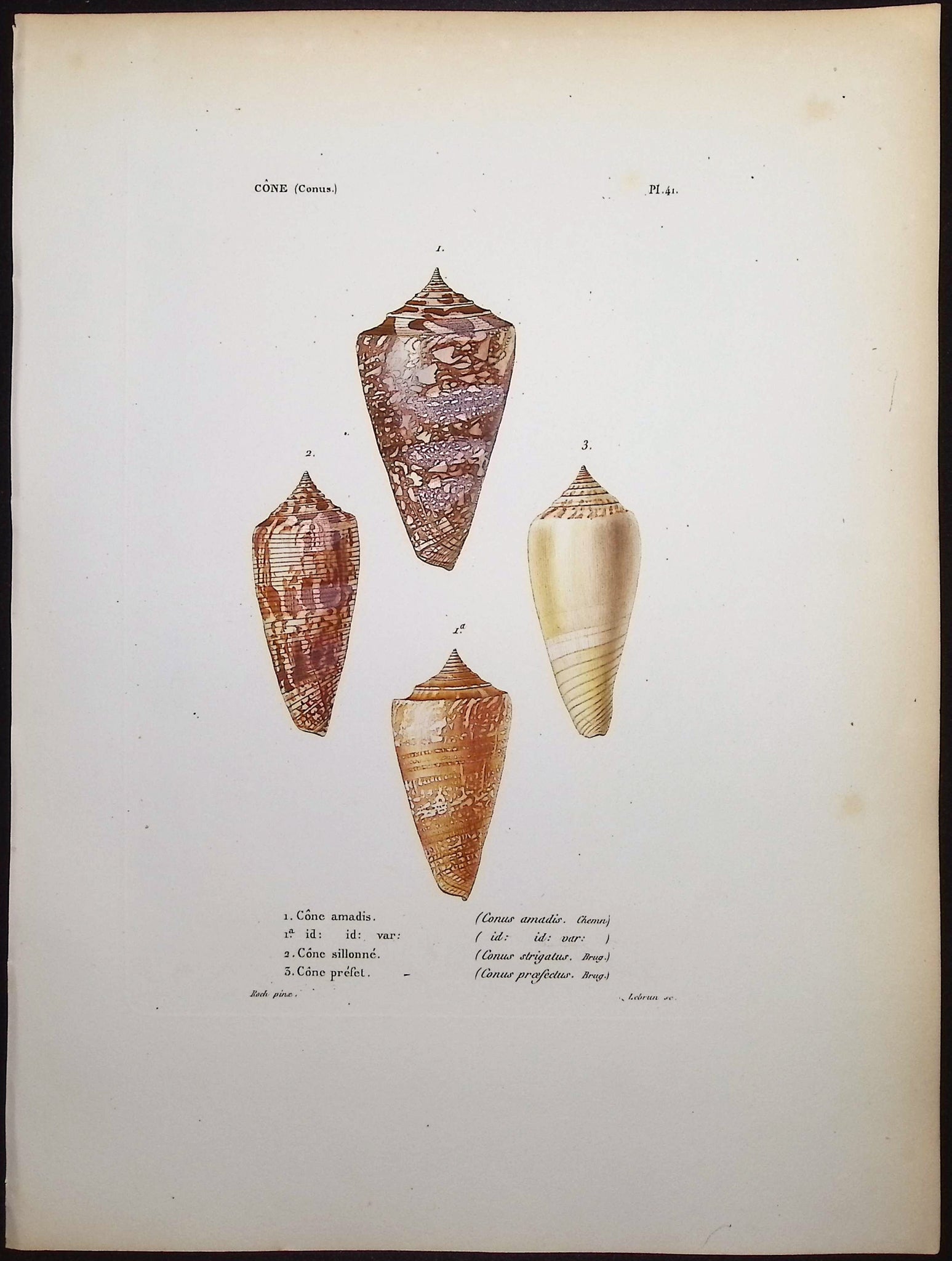 Shells