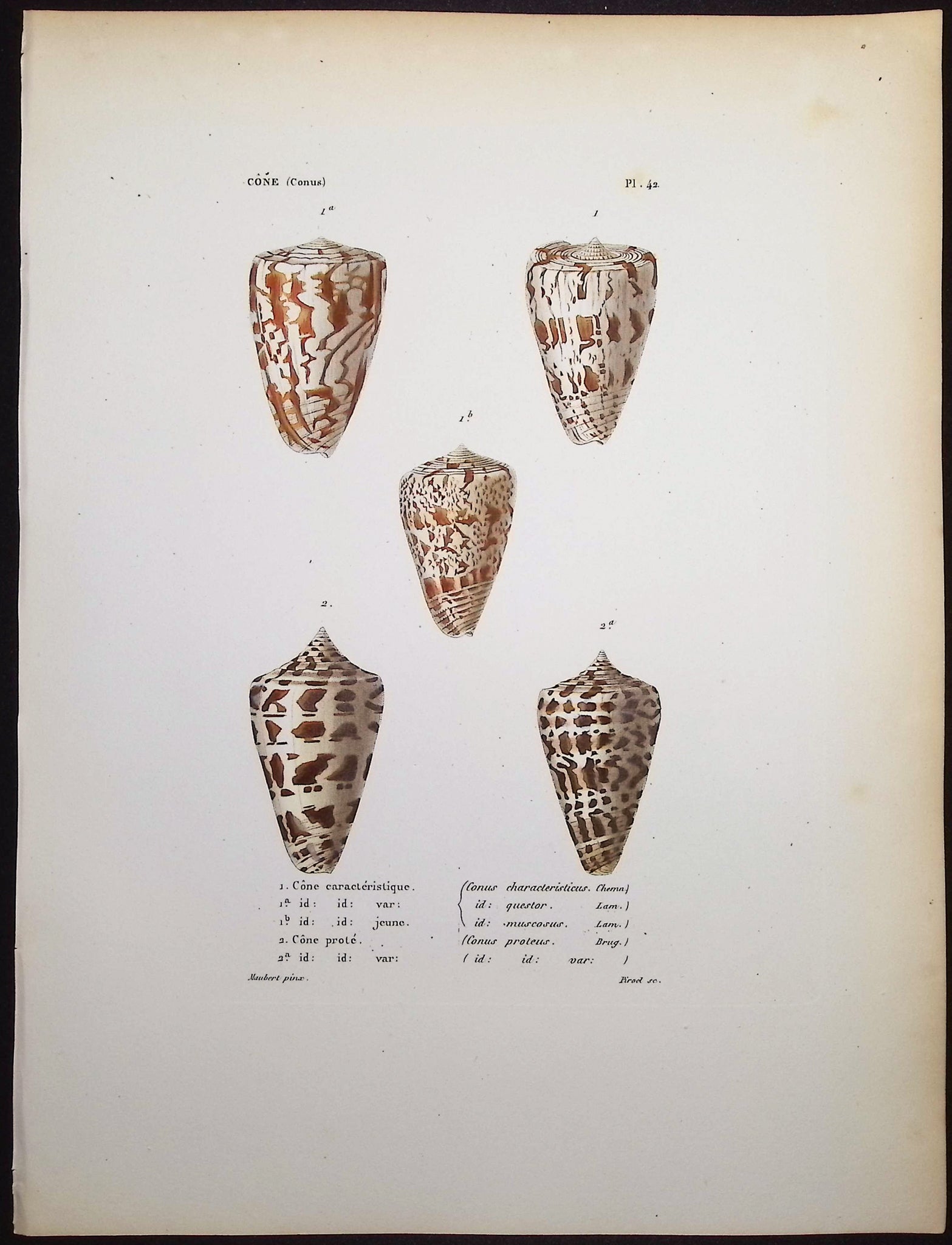 Shells