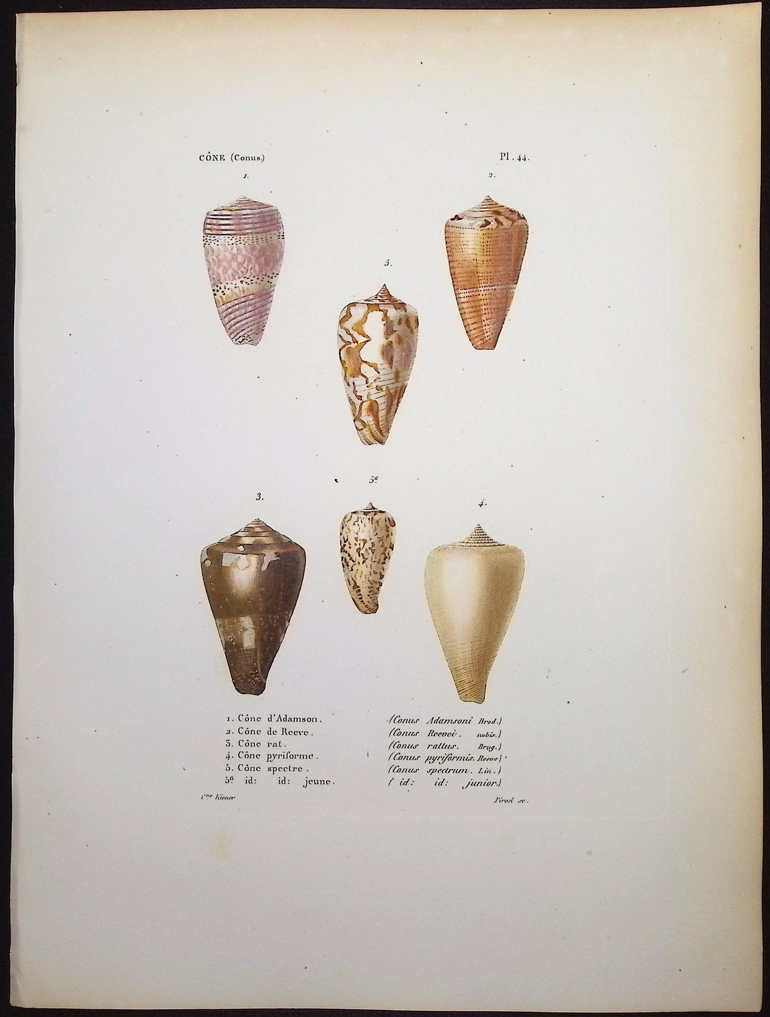 Shells