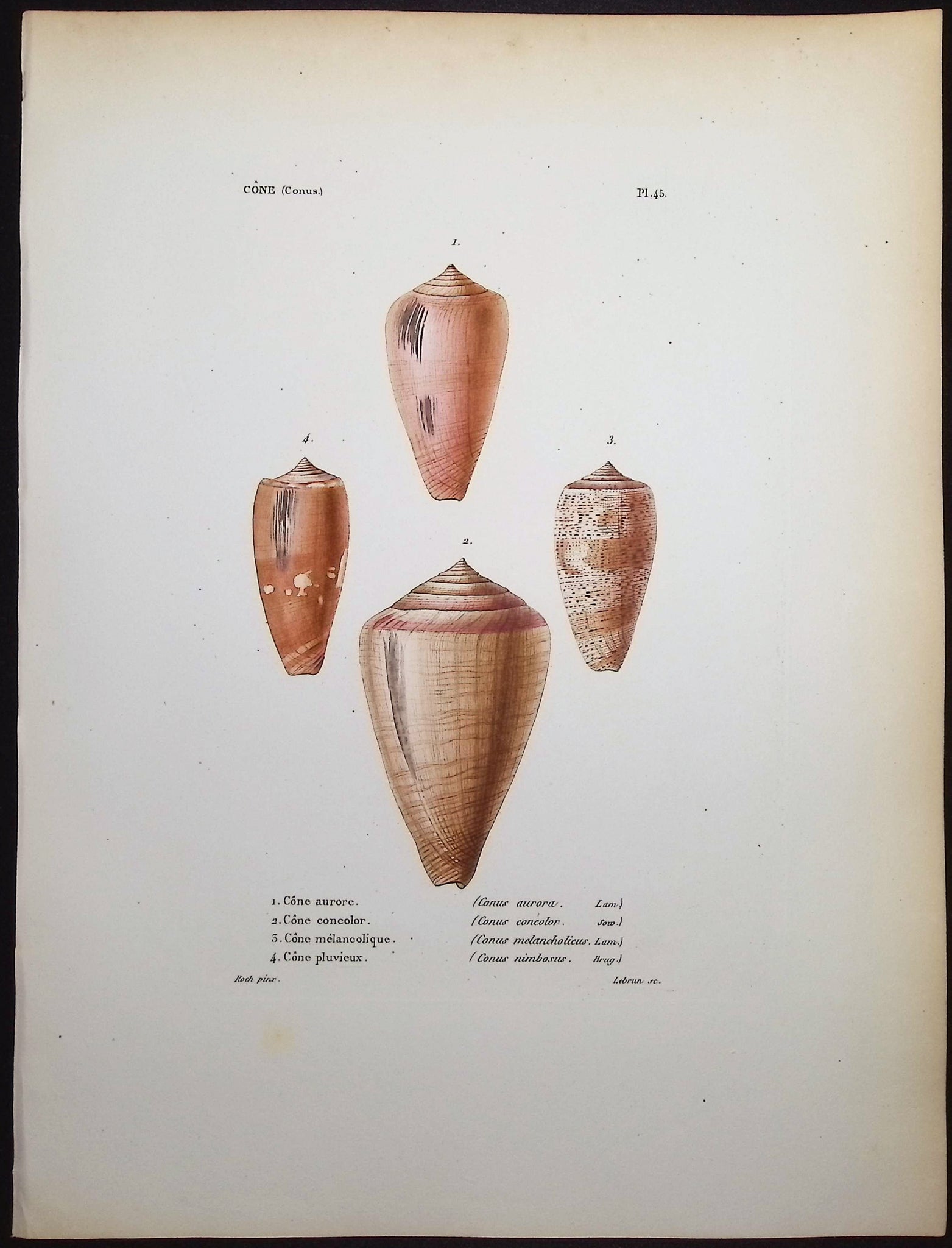 Shells