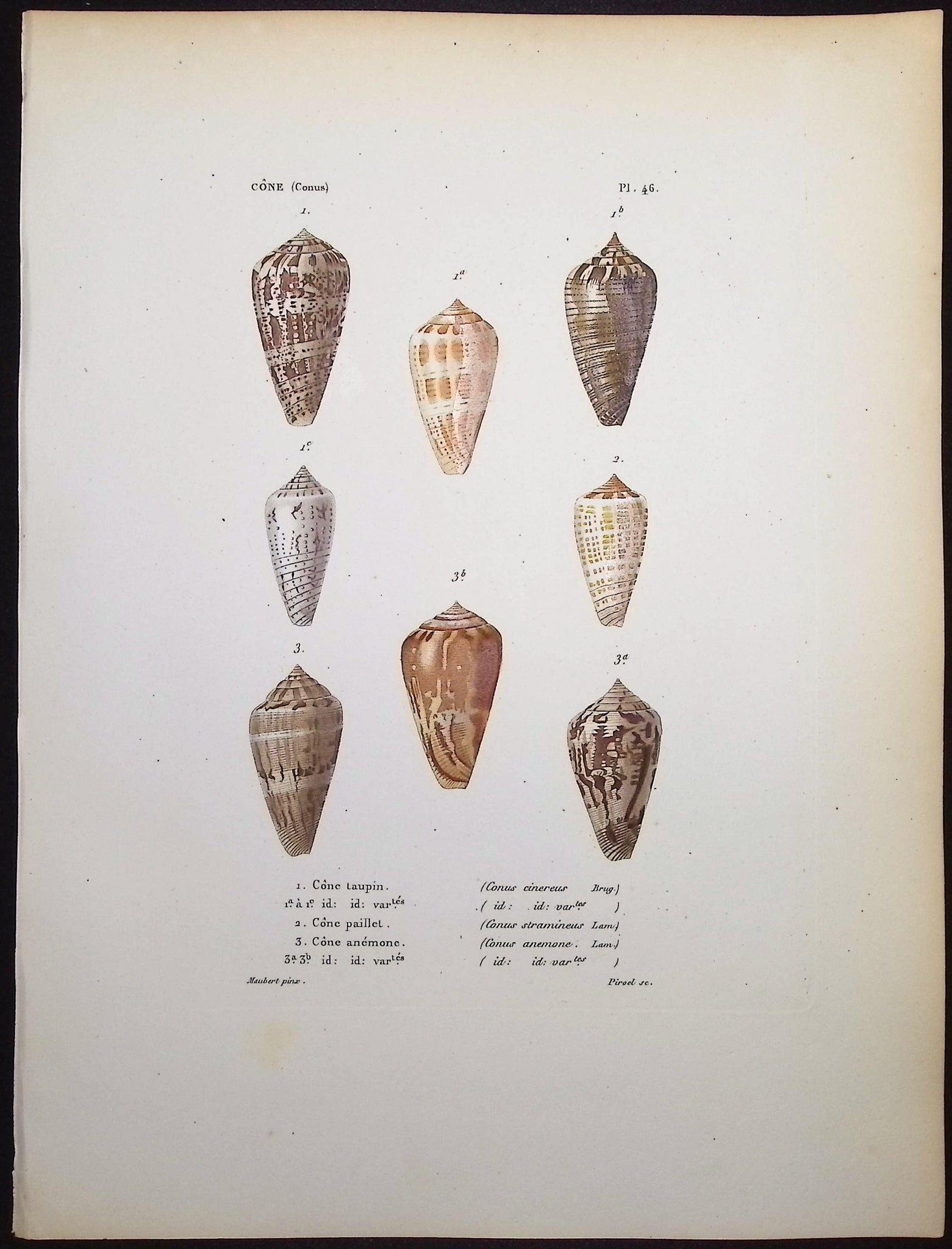 Shells