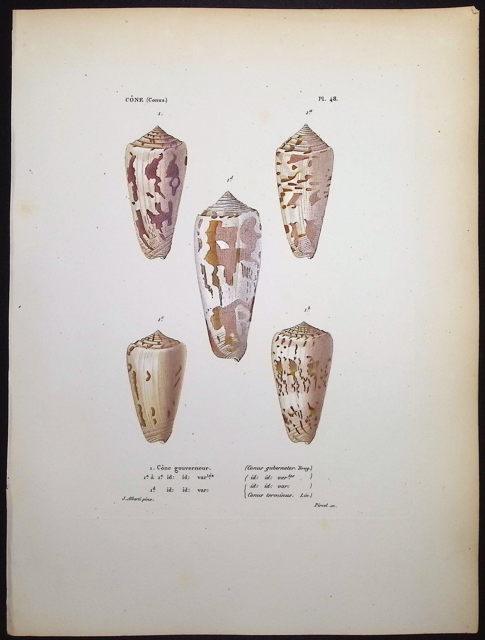Shells