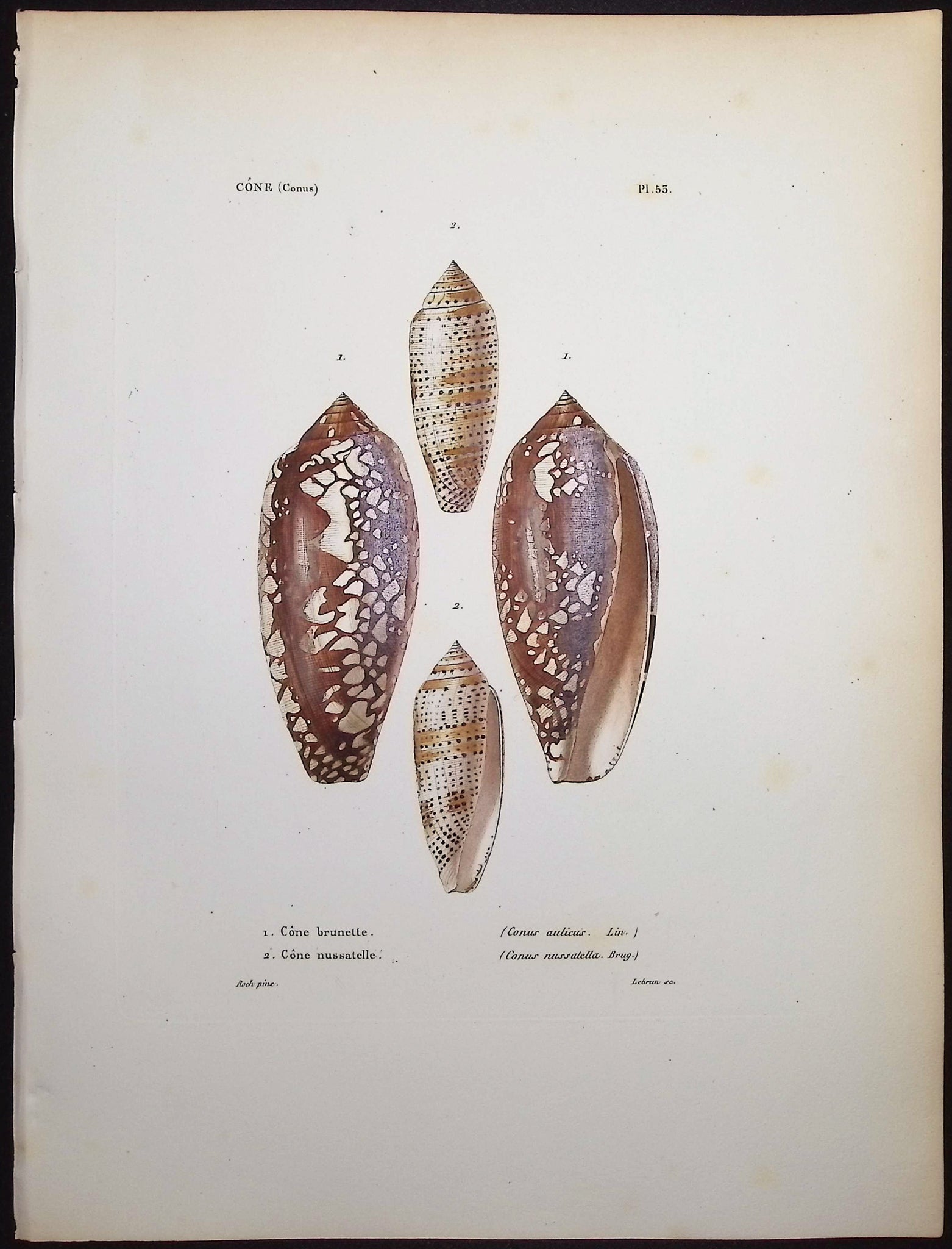 Shells