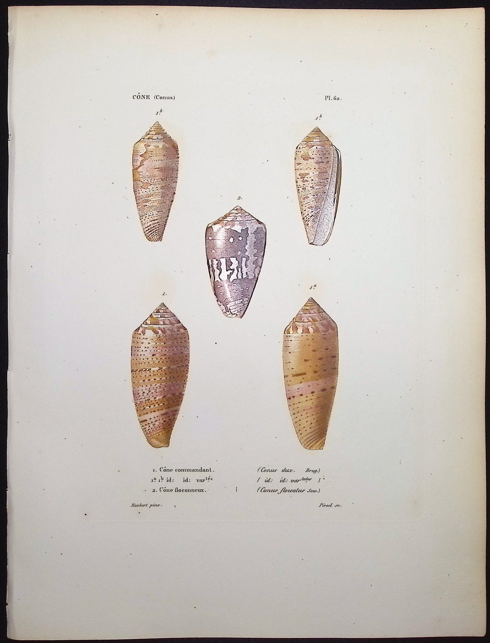 Shells