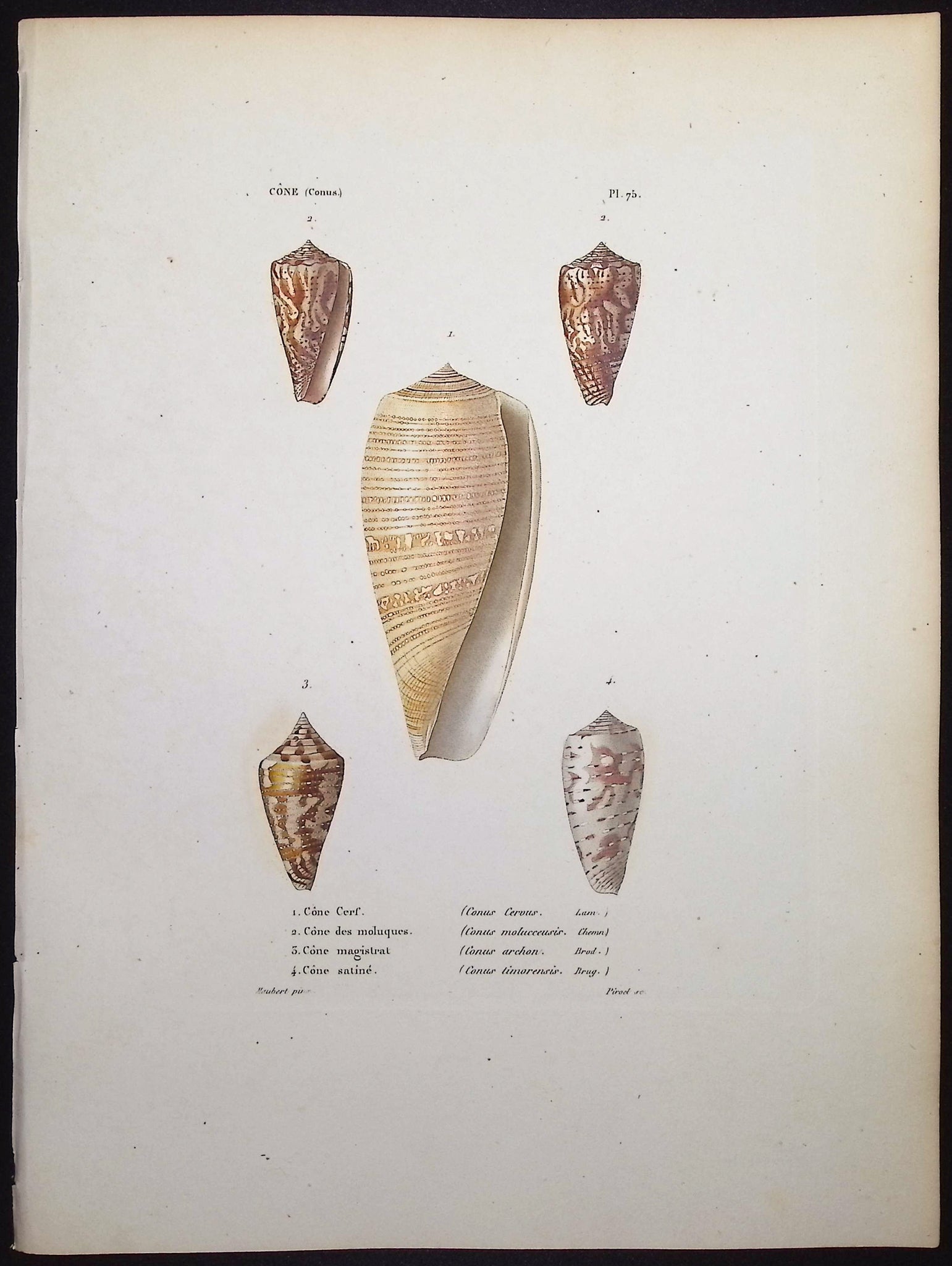 Shells