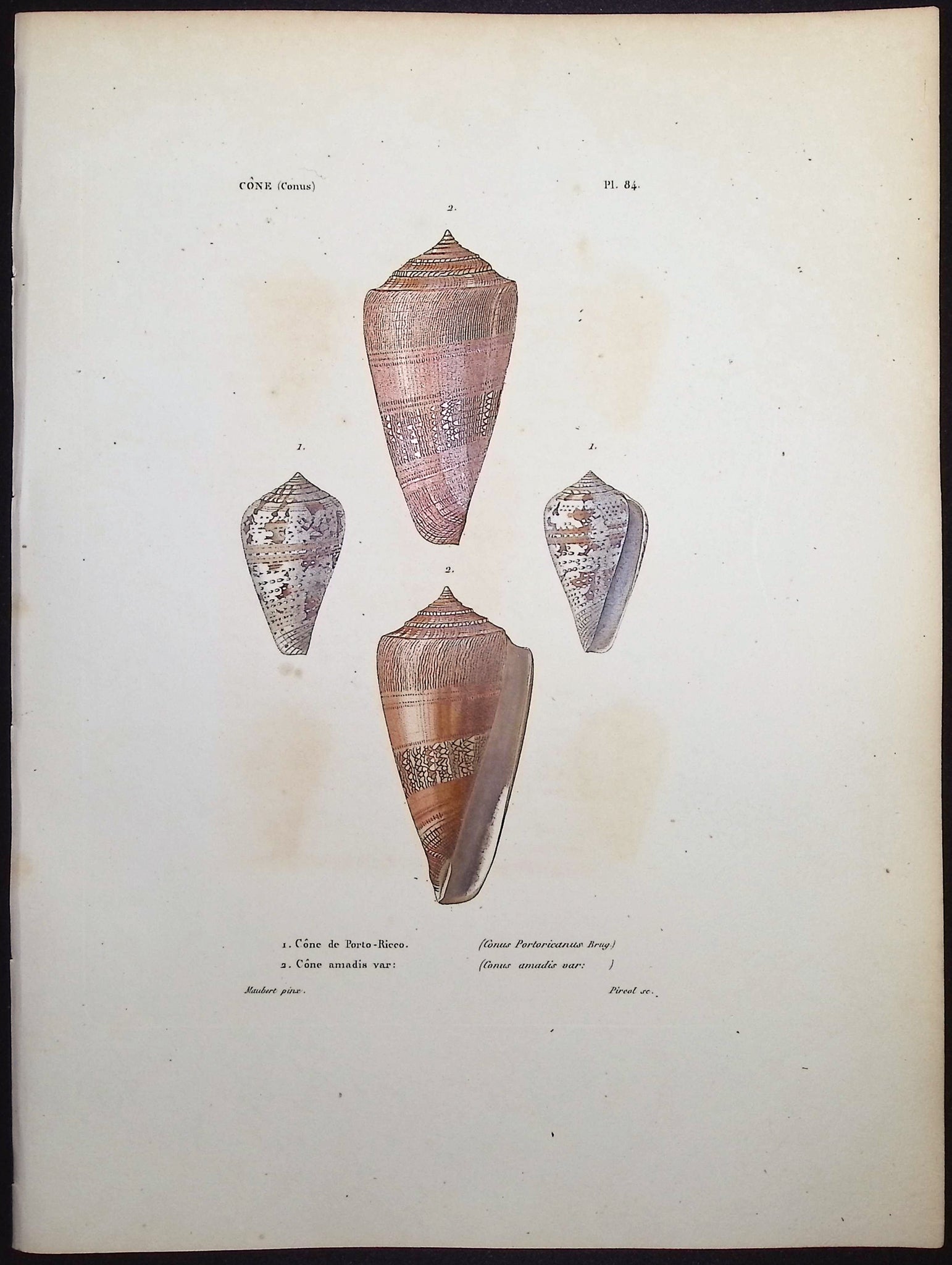 Shells
