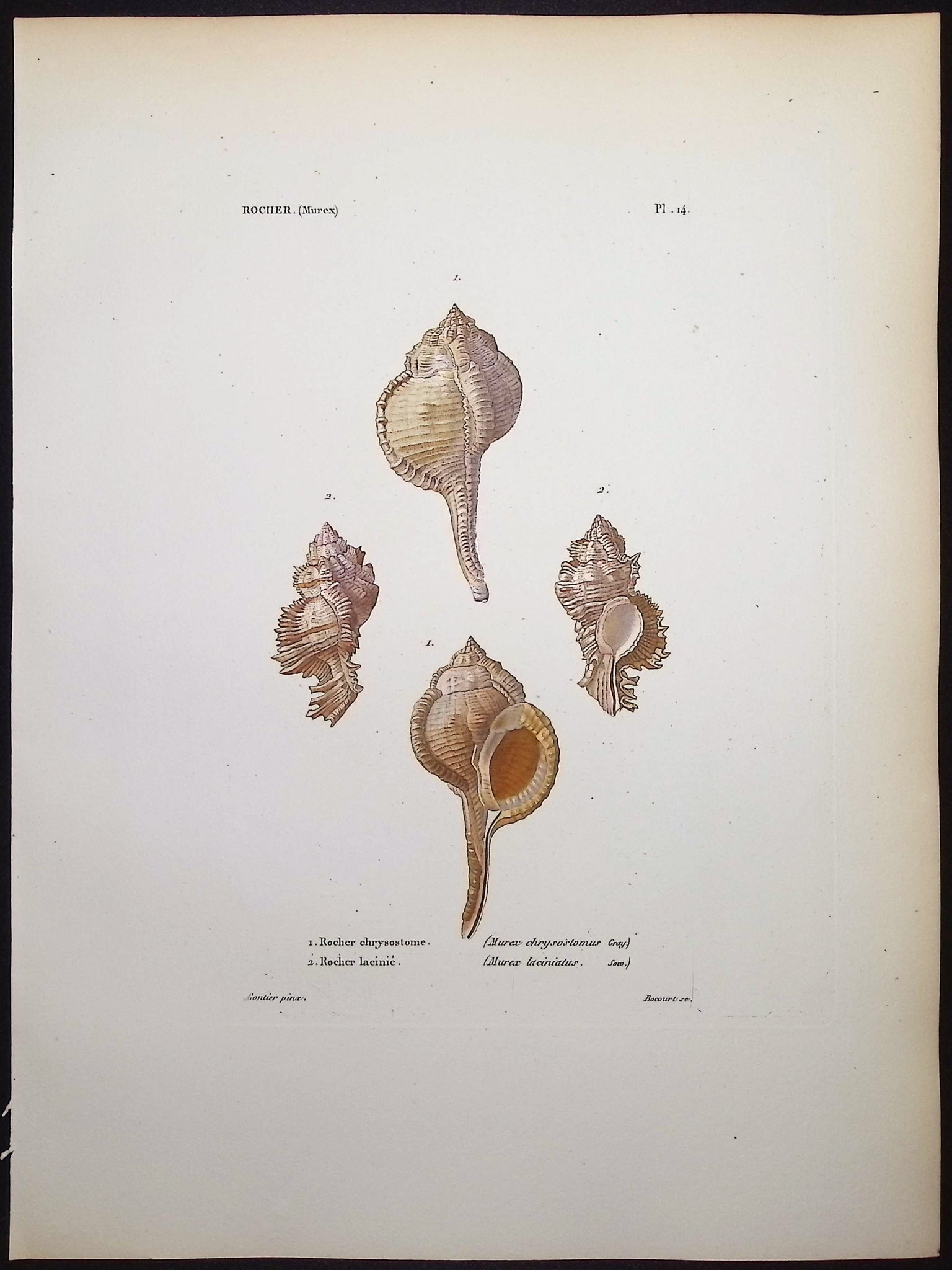 Shells