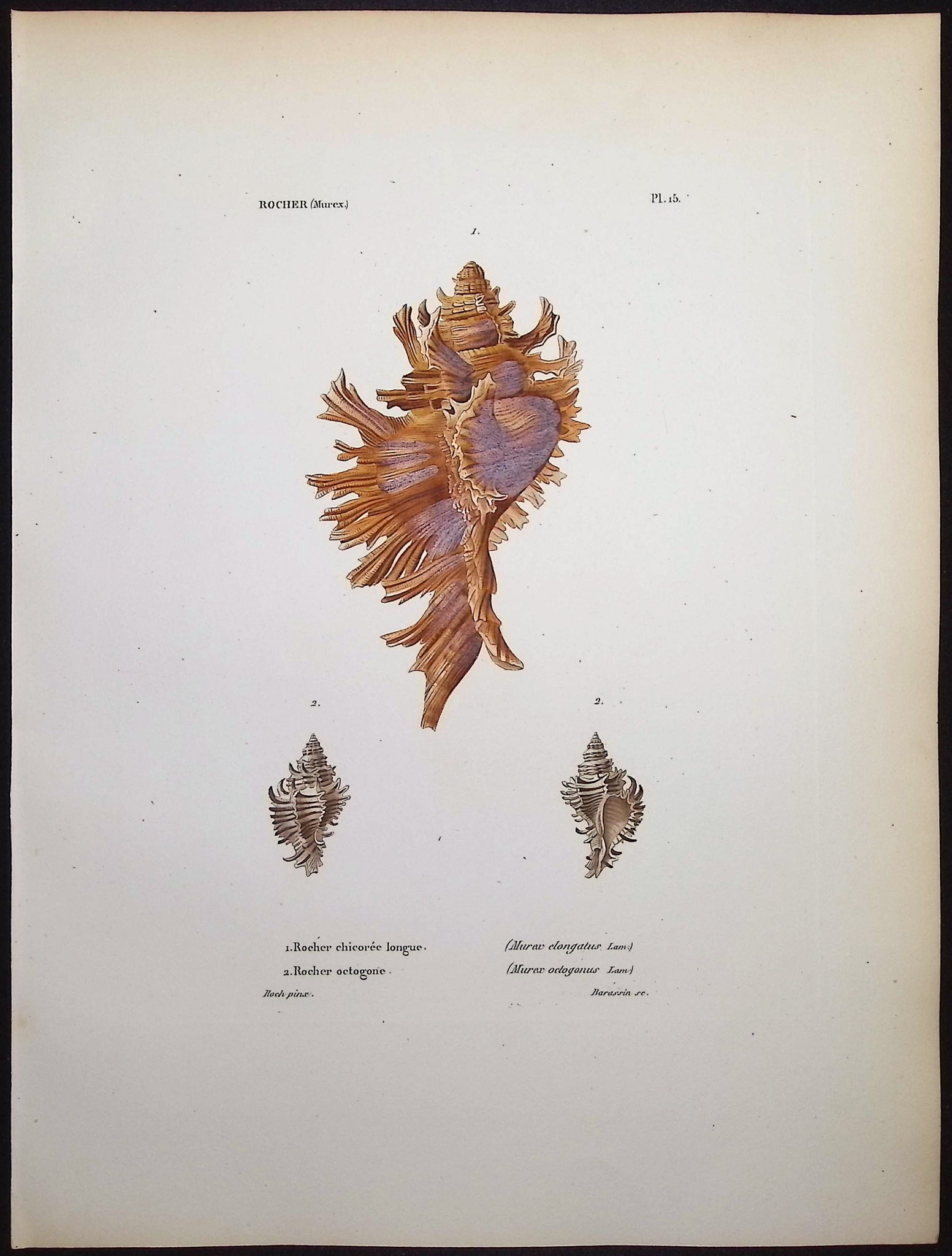 Shells