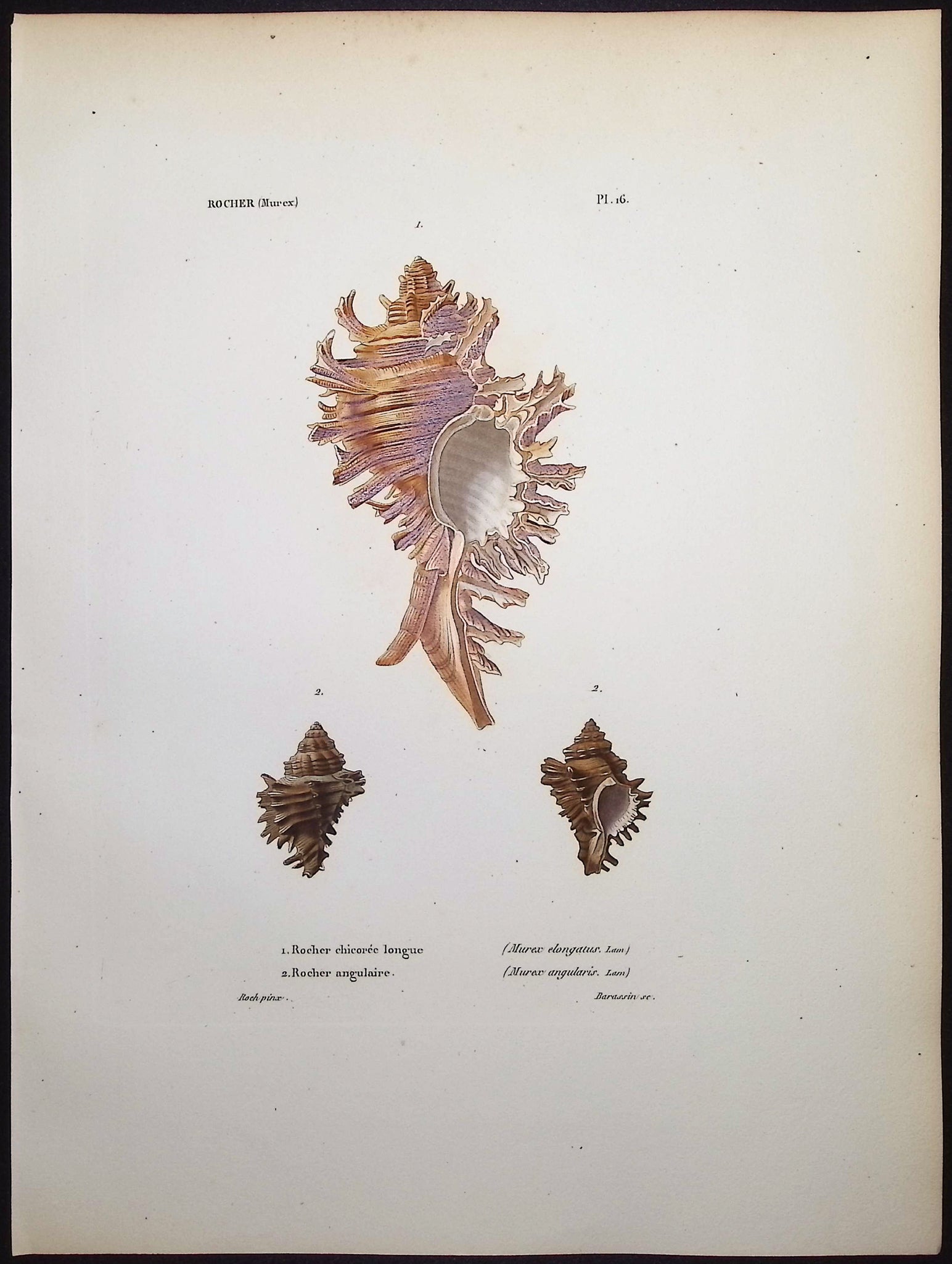 Shells