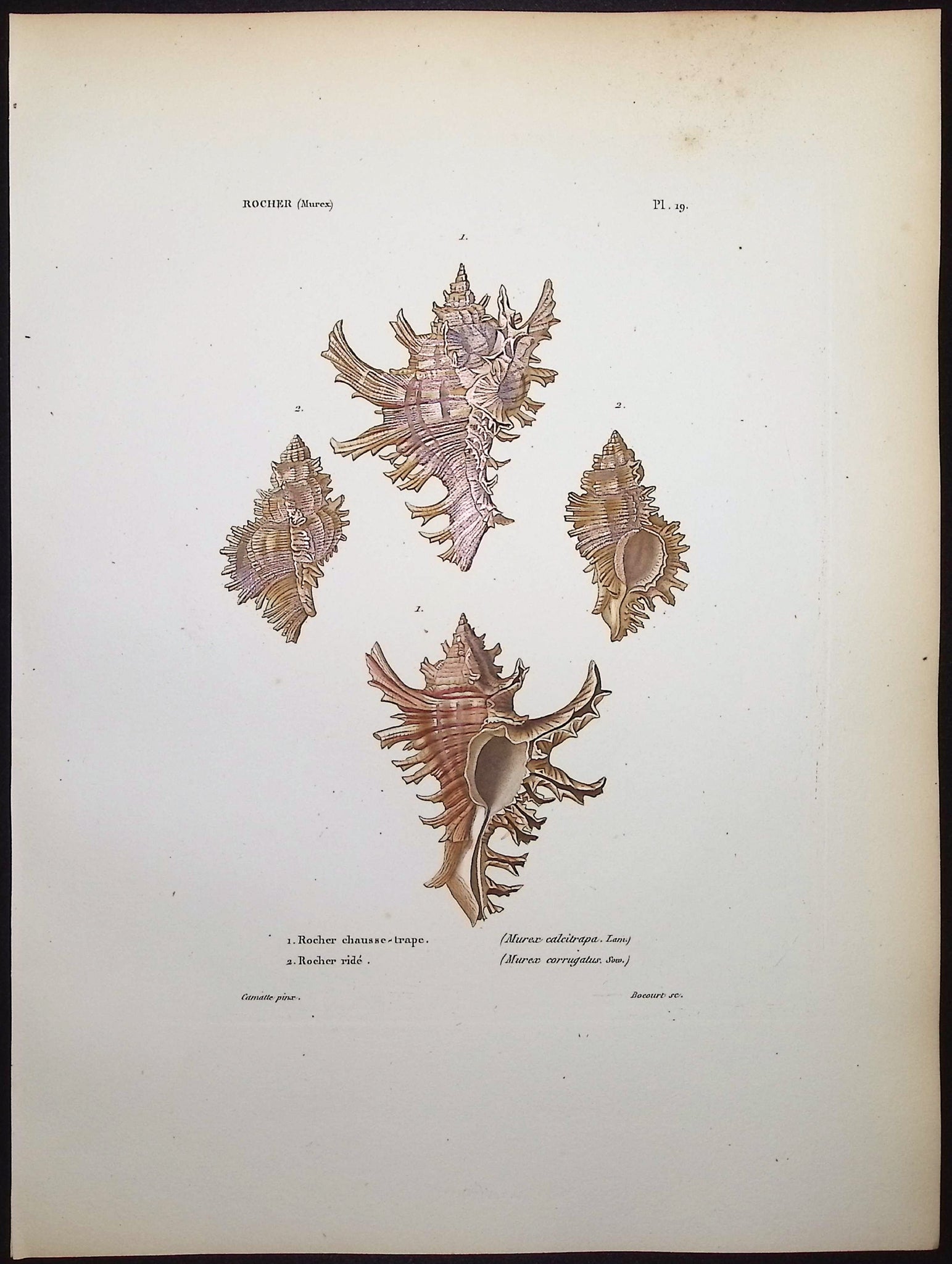Shells