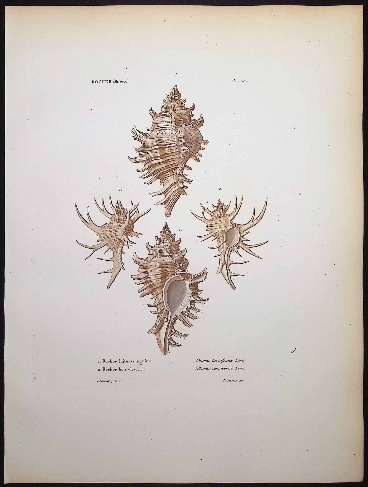 Shells