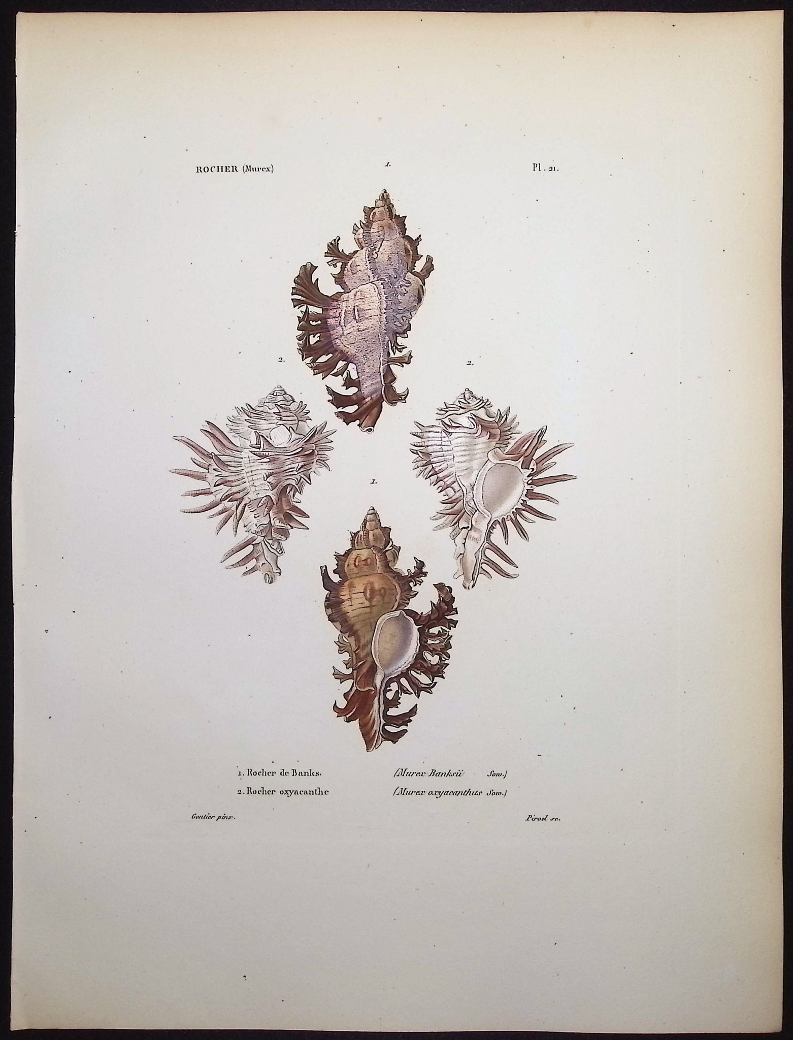 Shells