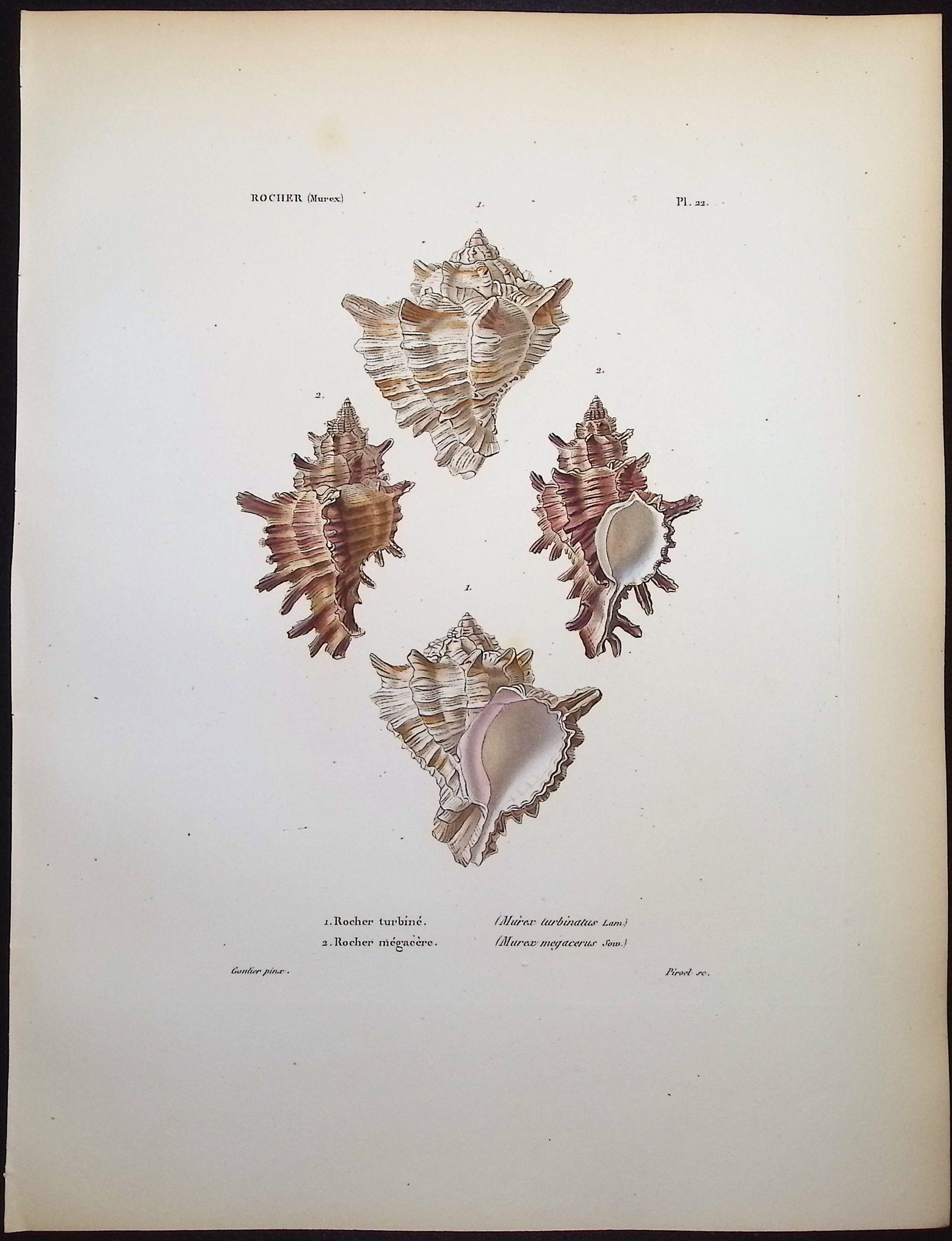 Shells