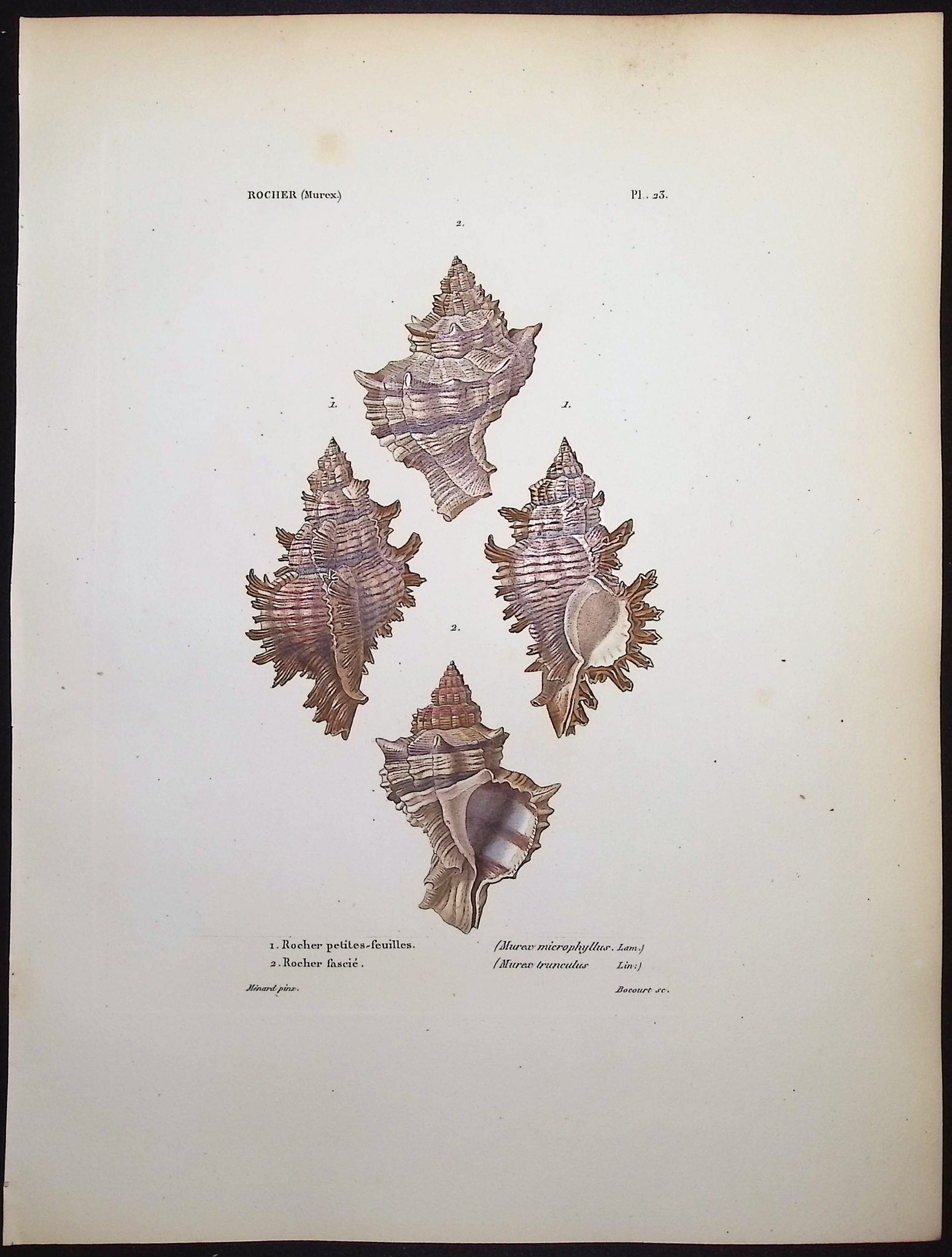 Shells