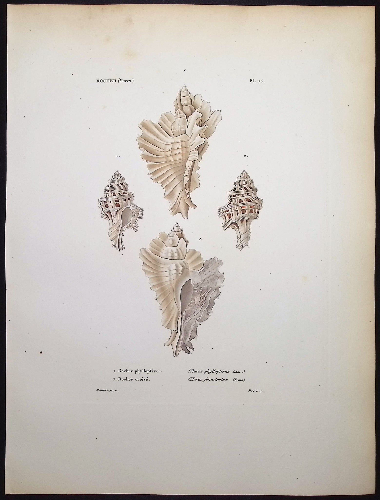 Shells
