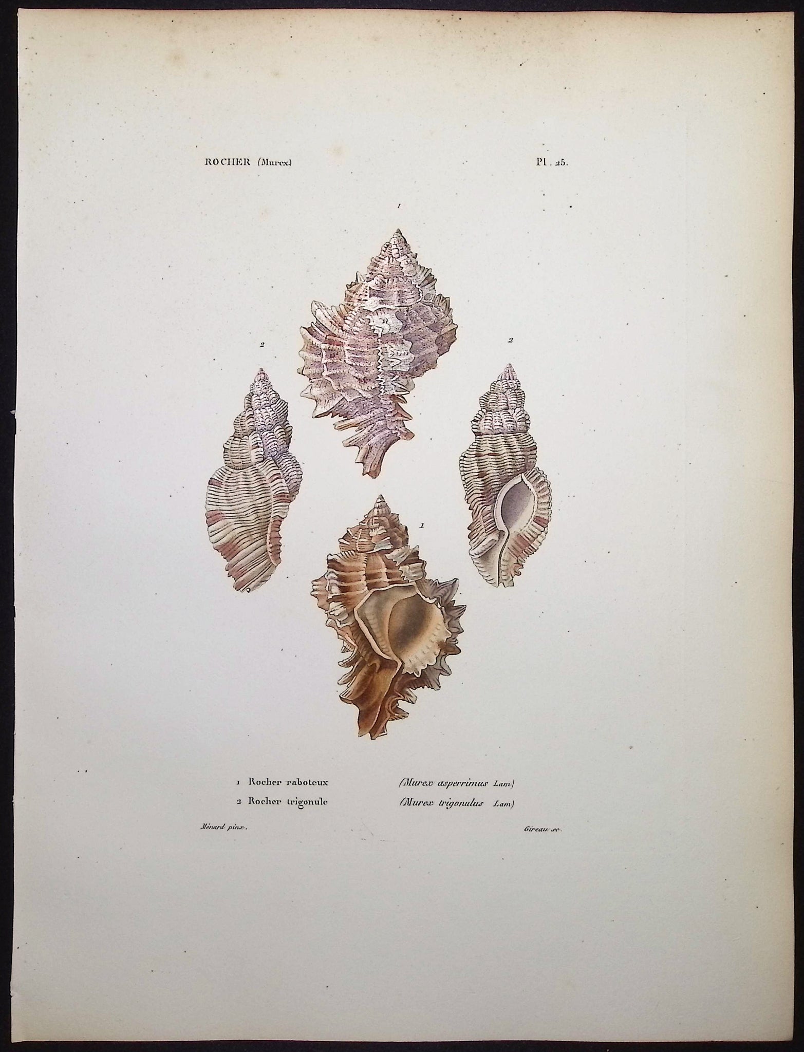 Shells