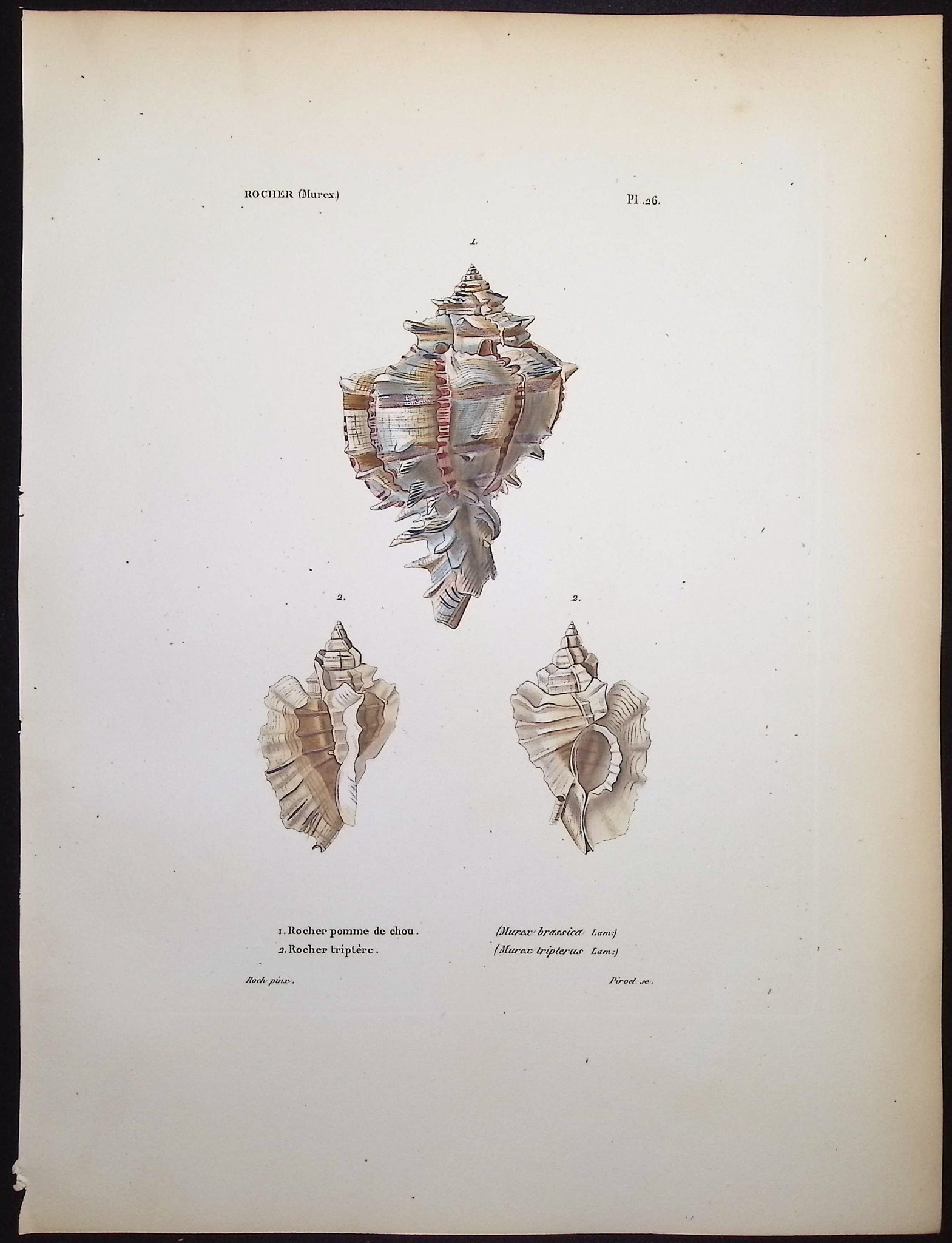 Shells