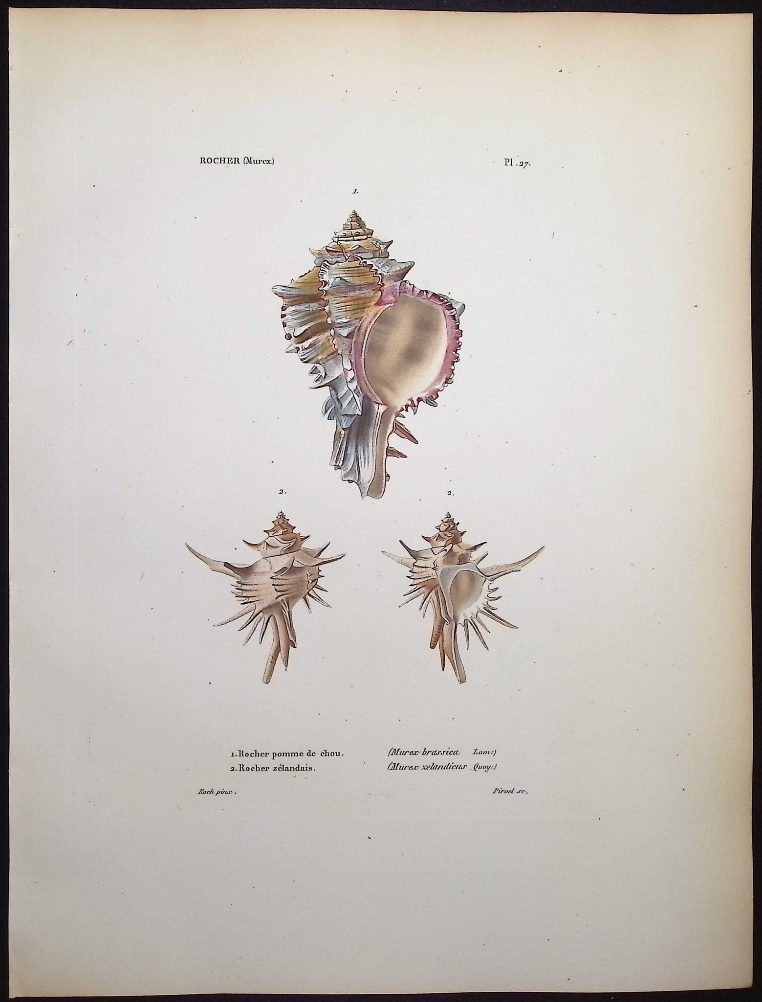 Shells