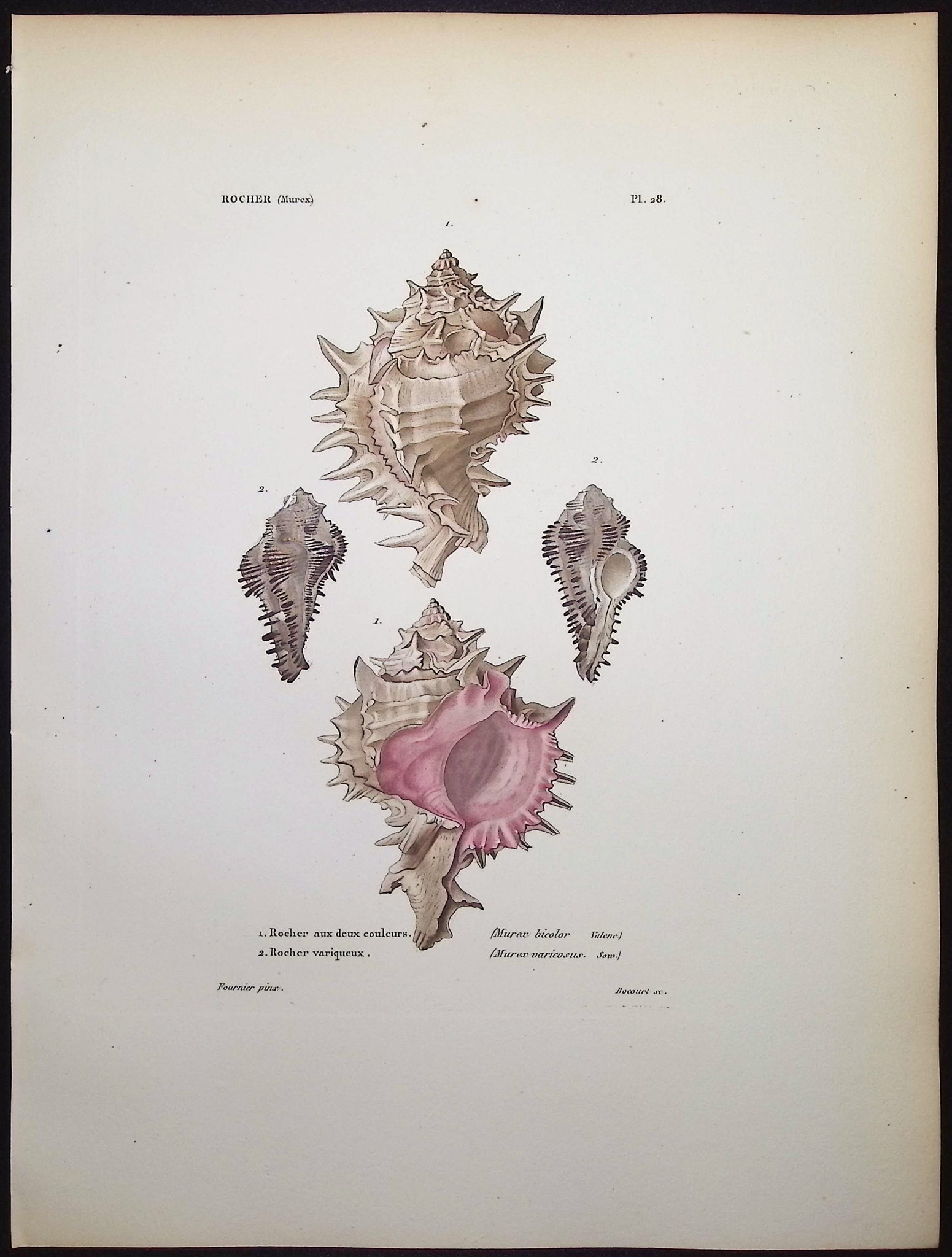 Shells