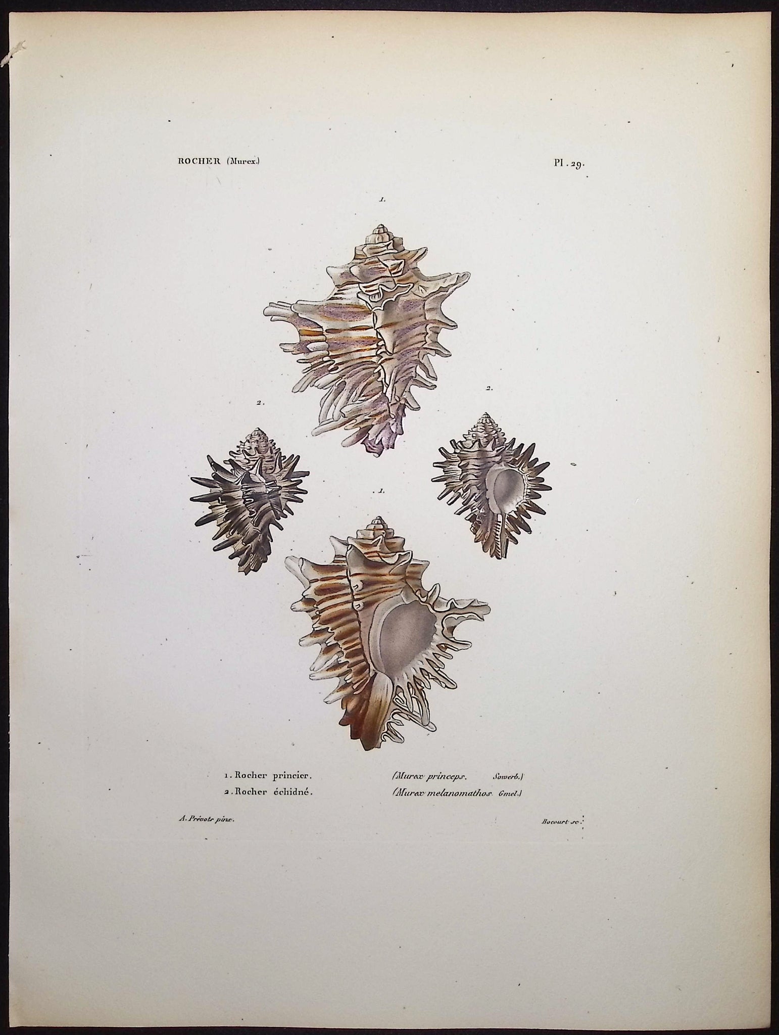 Shells