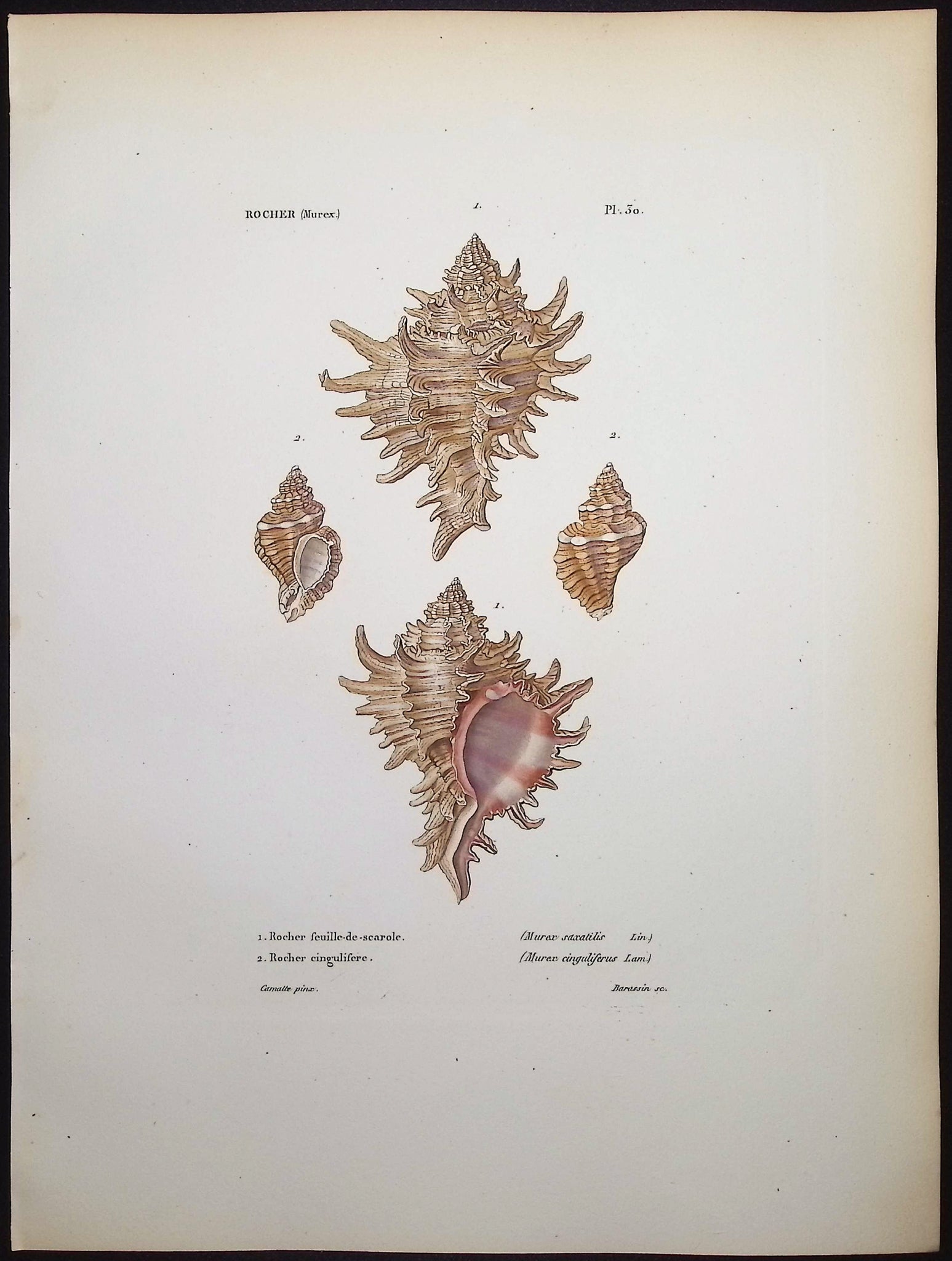 Shells