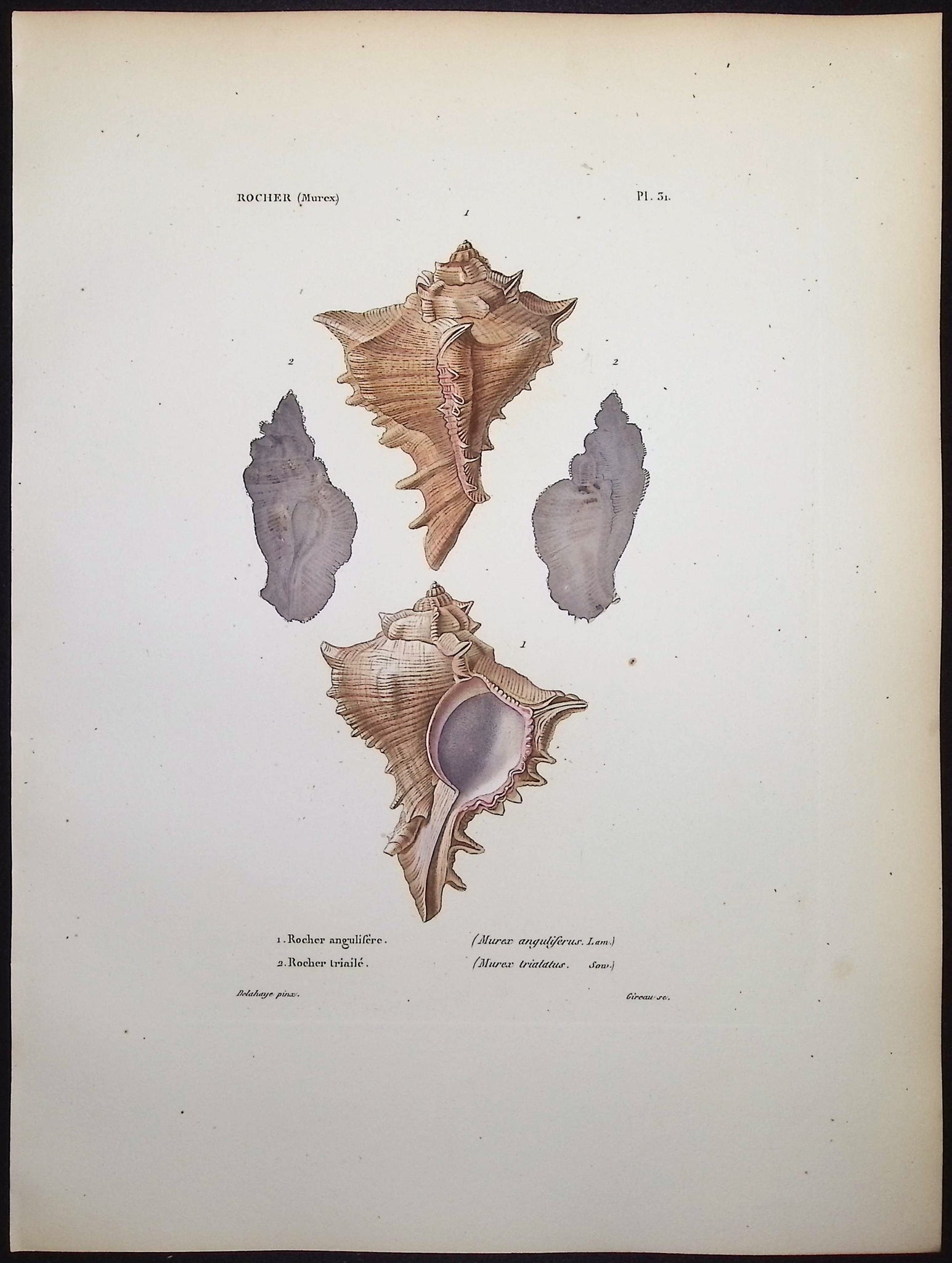 Shells