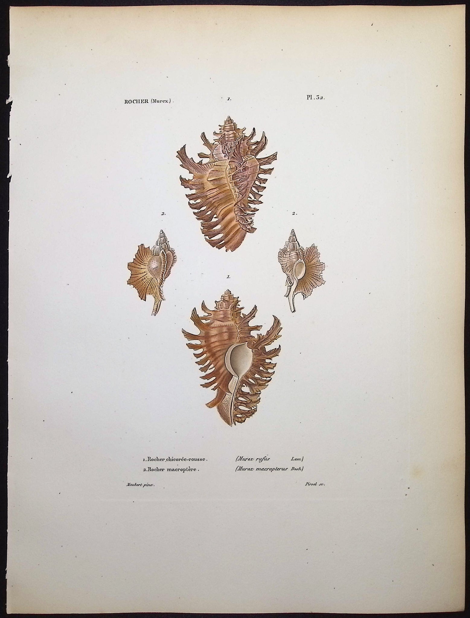 Shells