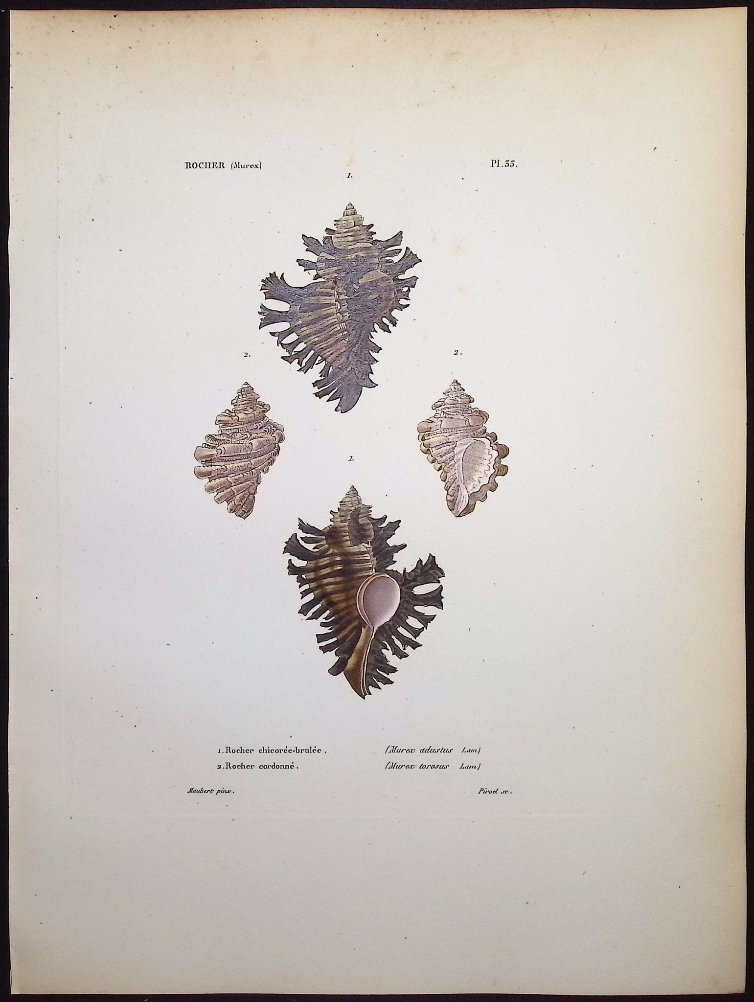 Shells