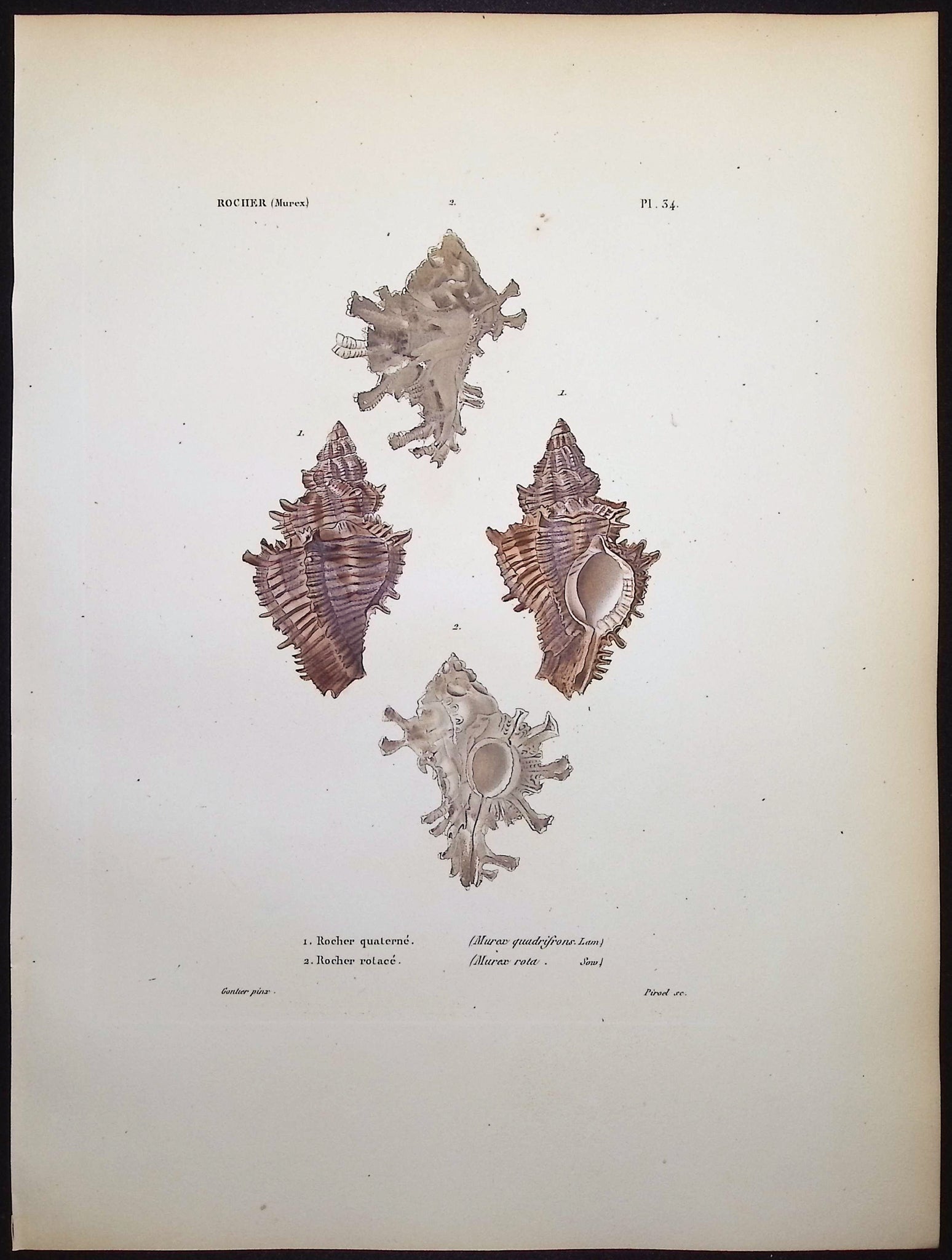 Shells