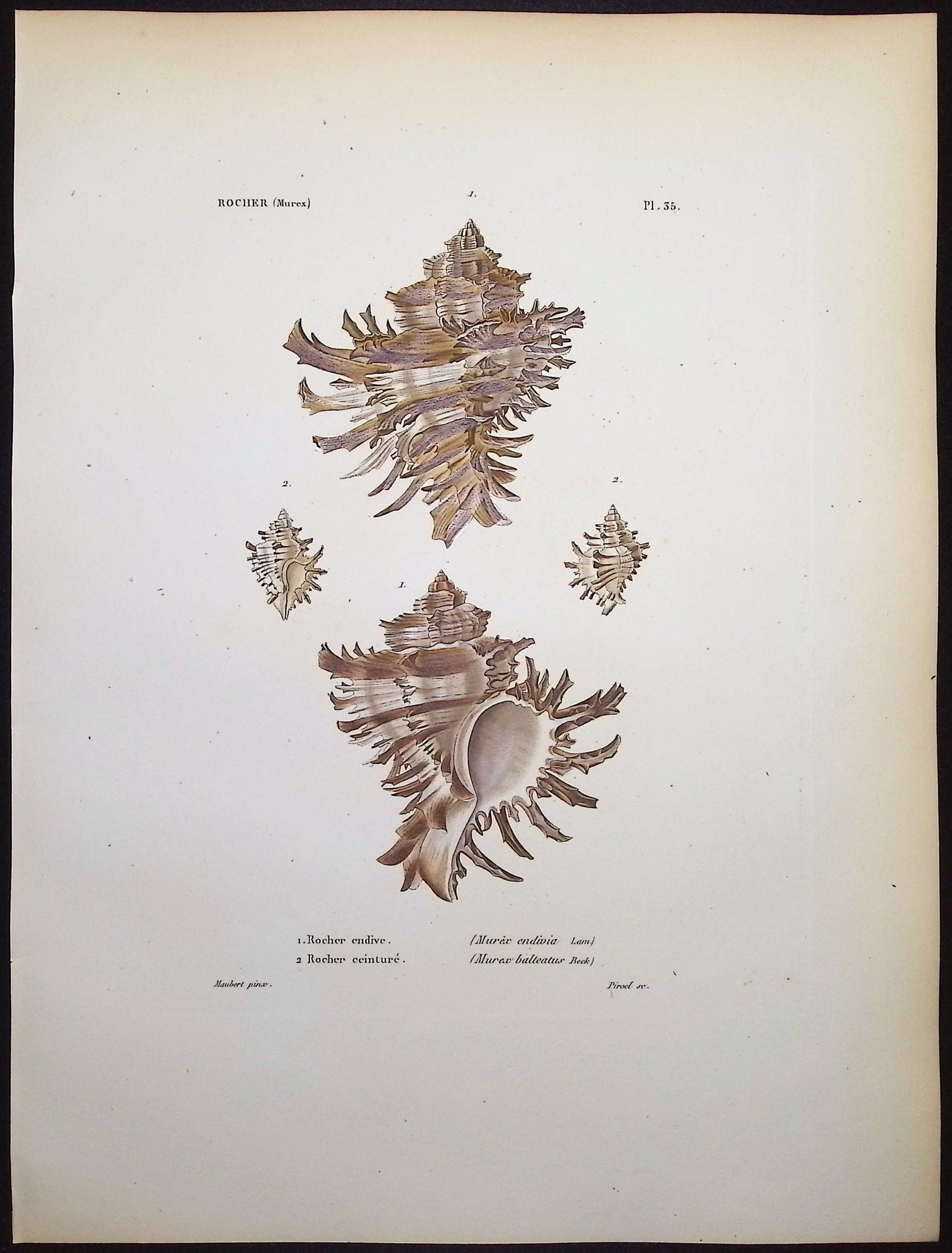 Shells