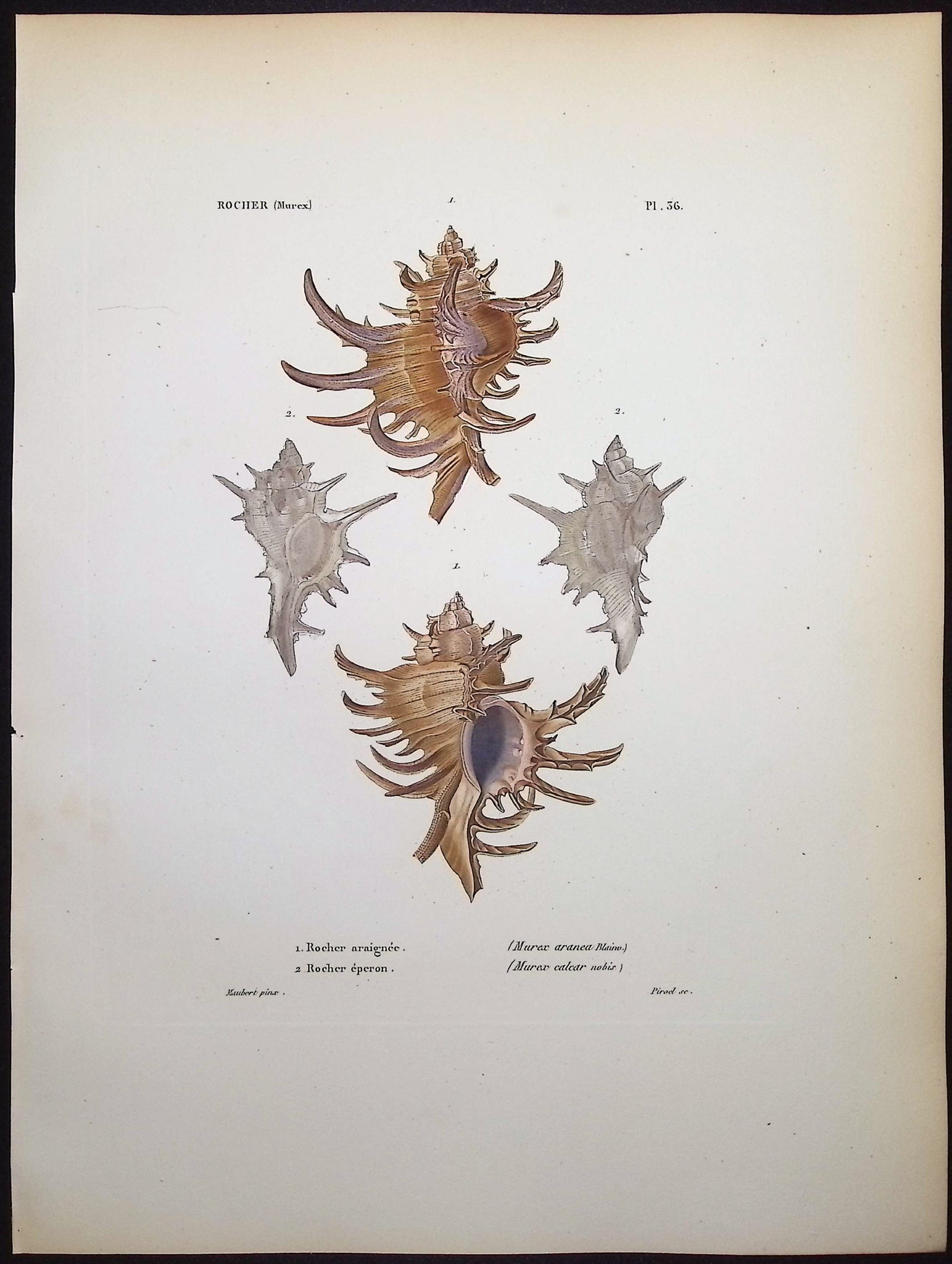 Shells