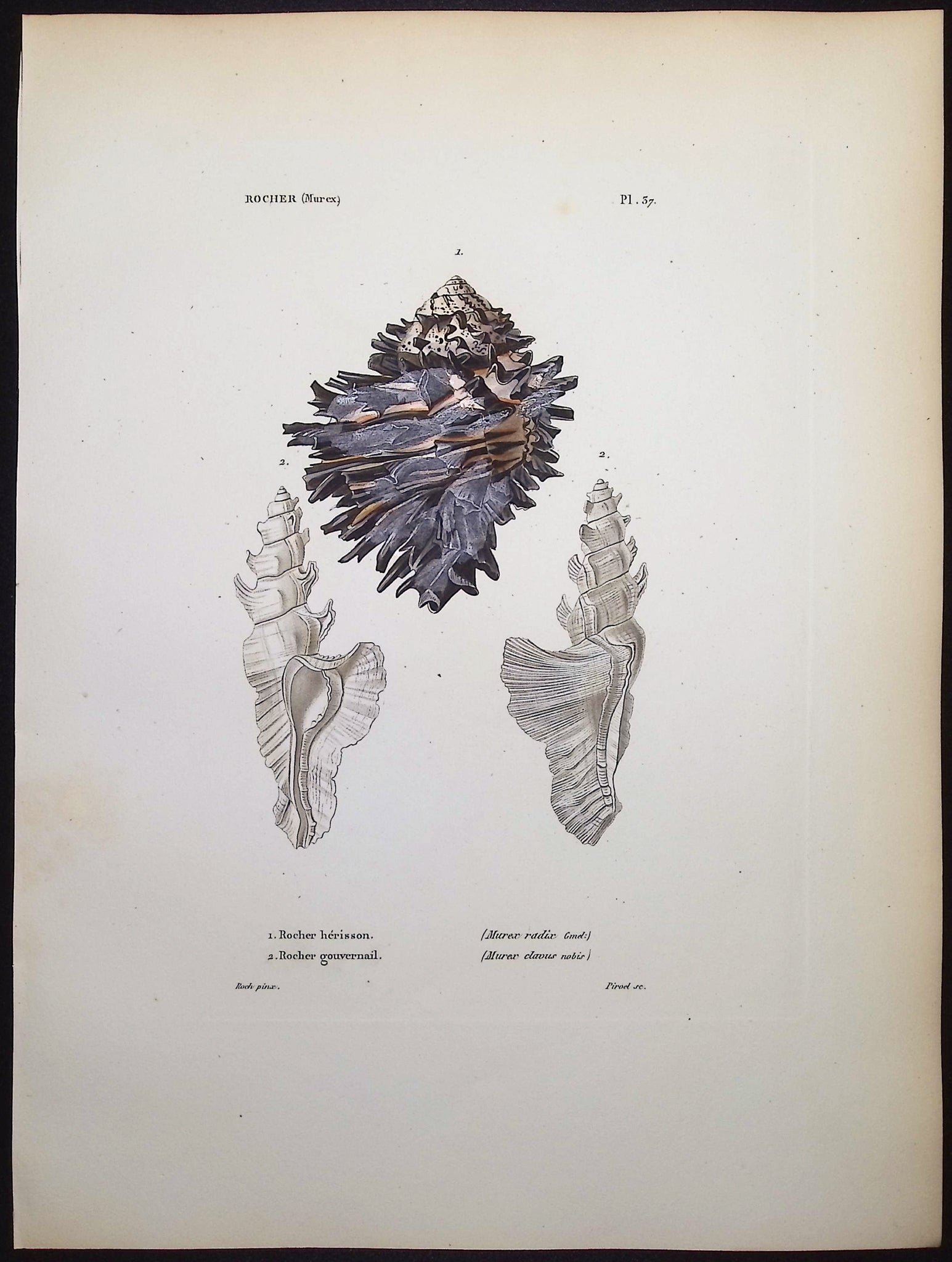 Shells