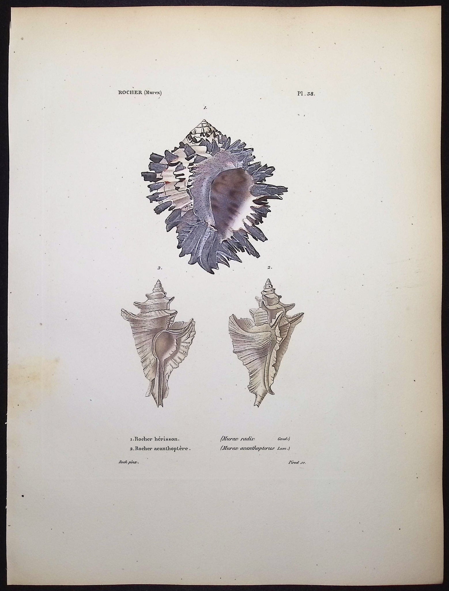 Shells