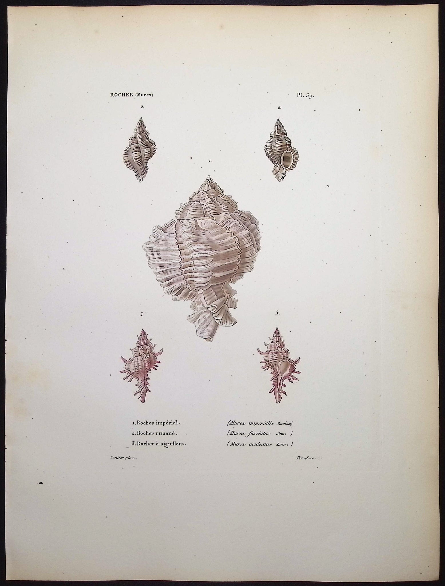 Shells
