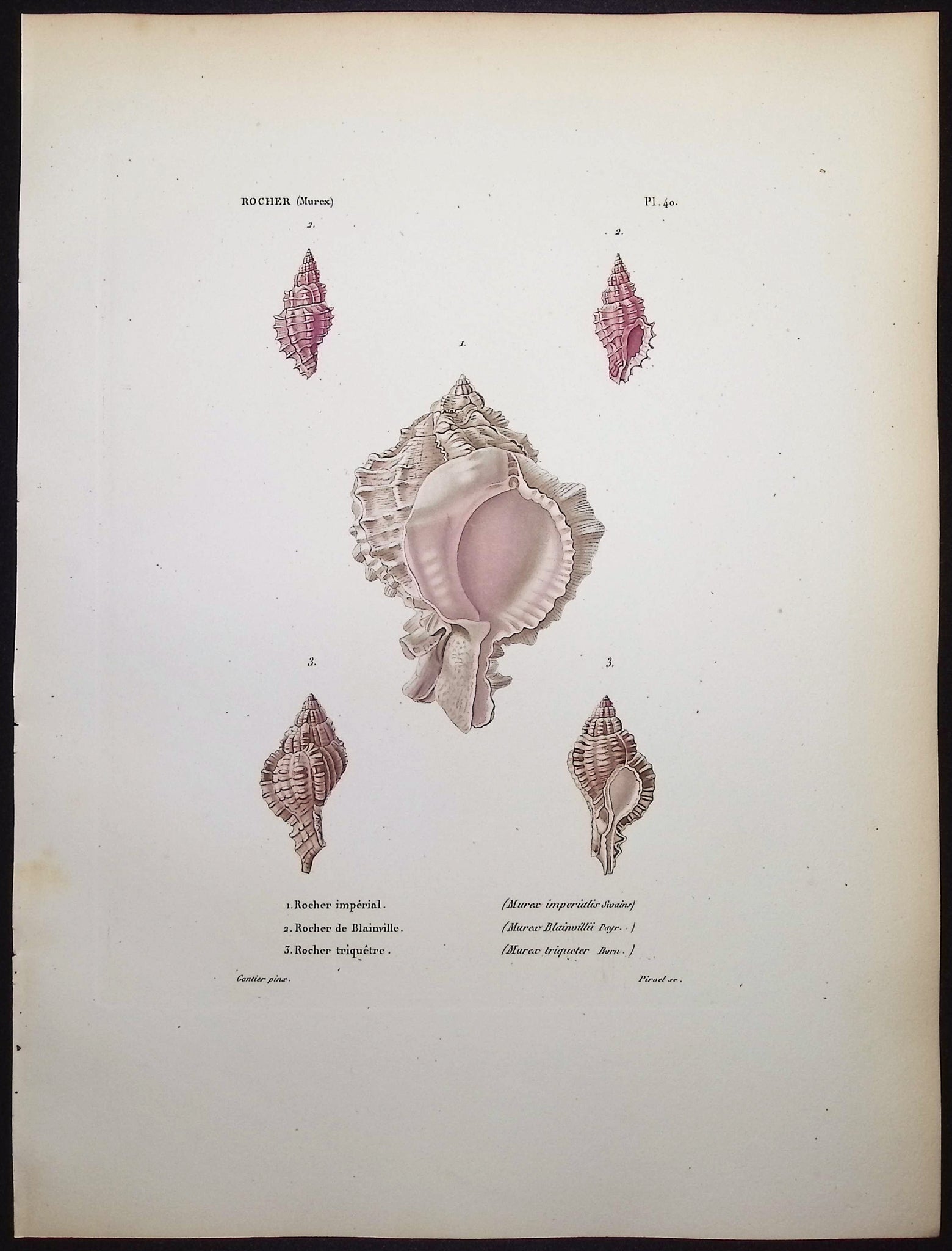 Shells