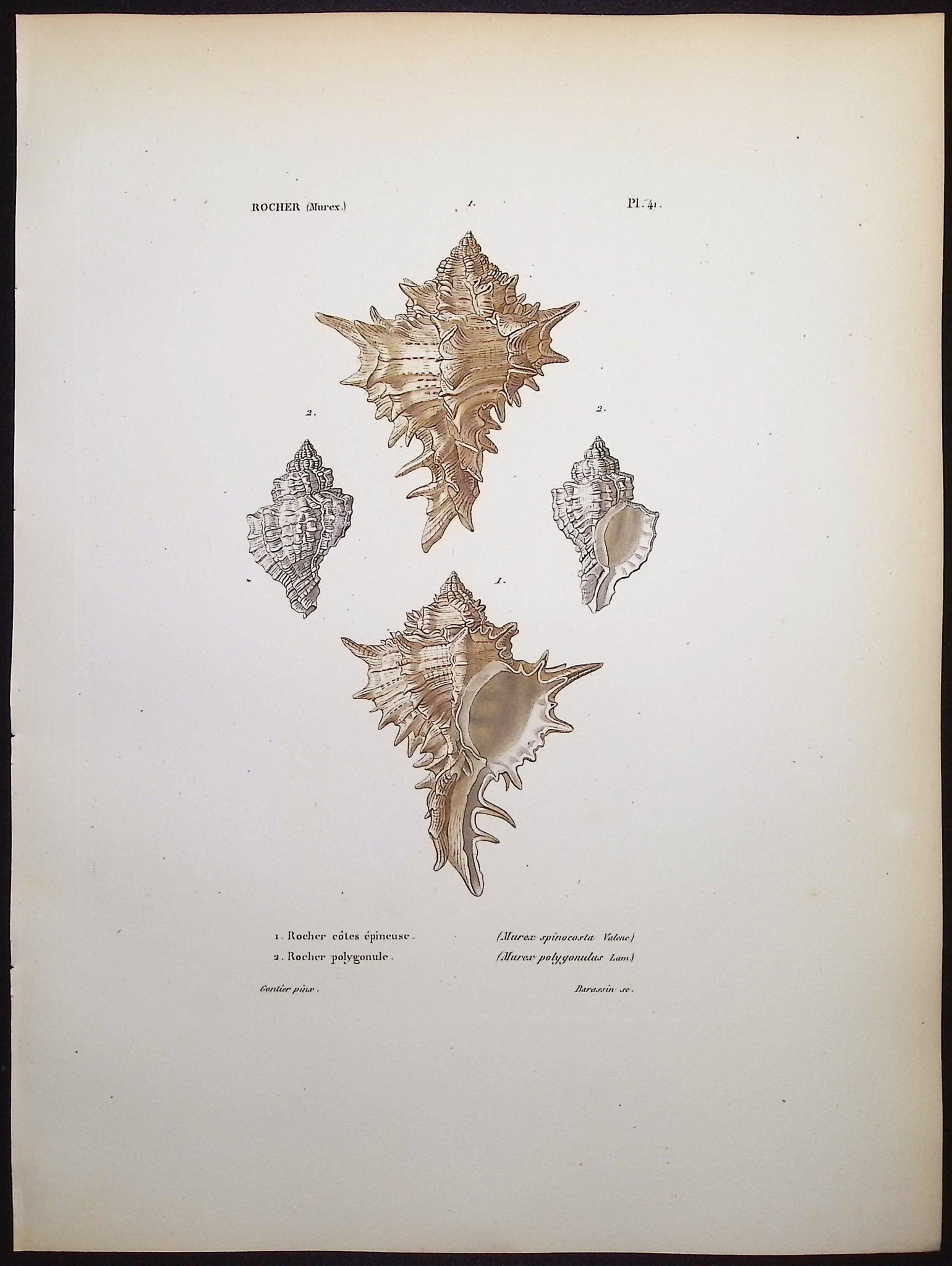 Shells