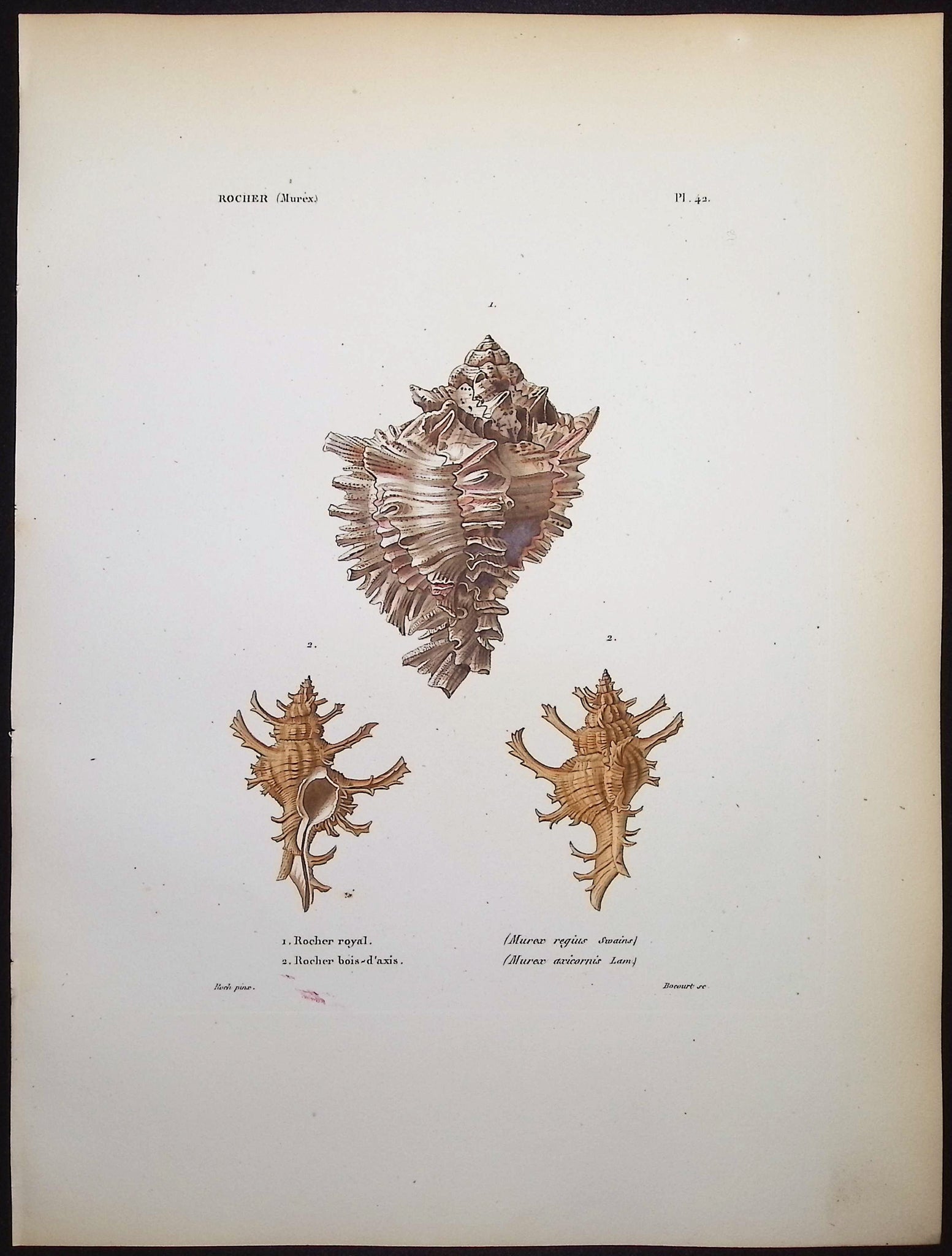 Shells