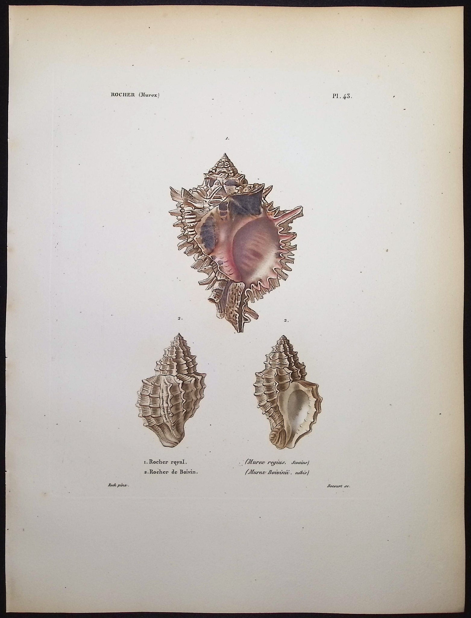 Shells