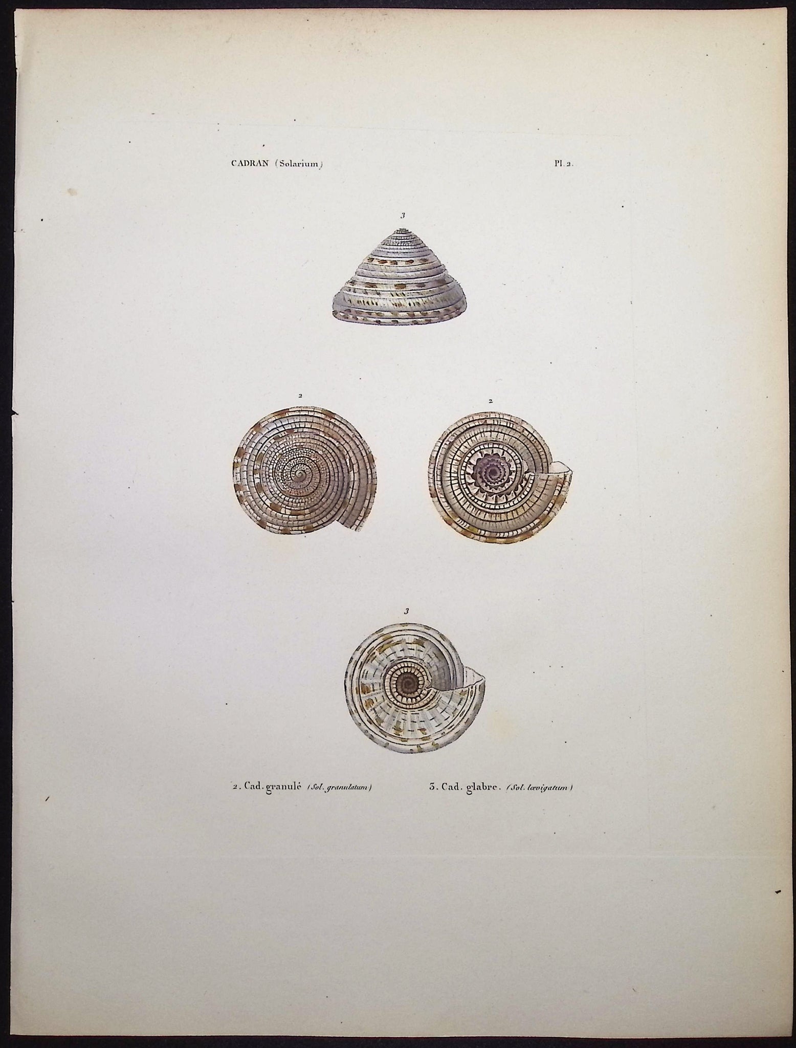 Shells