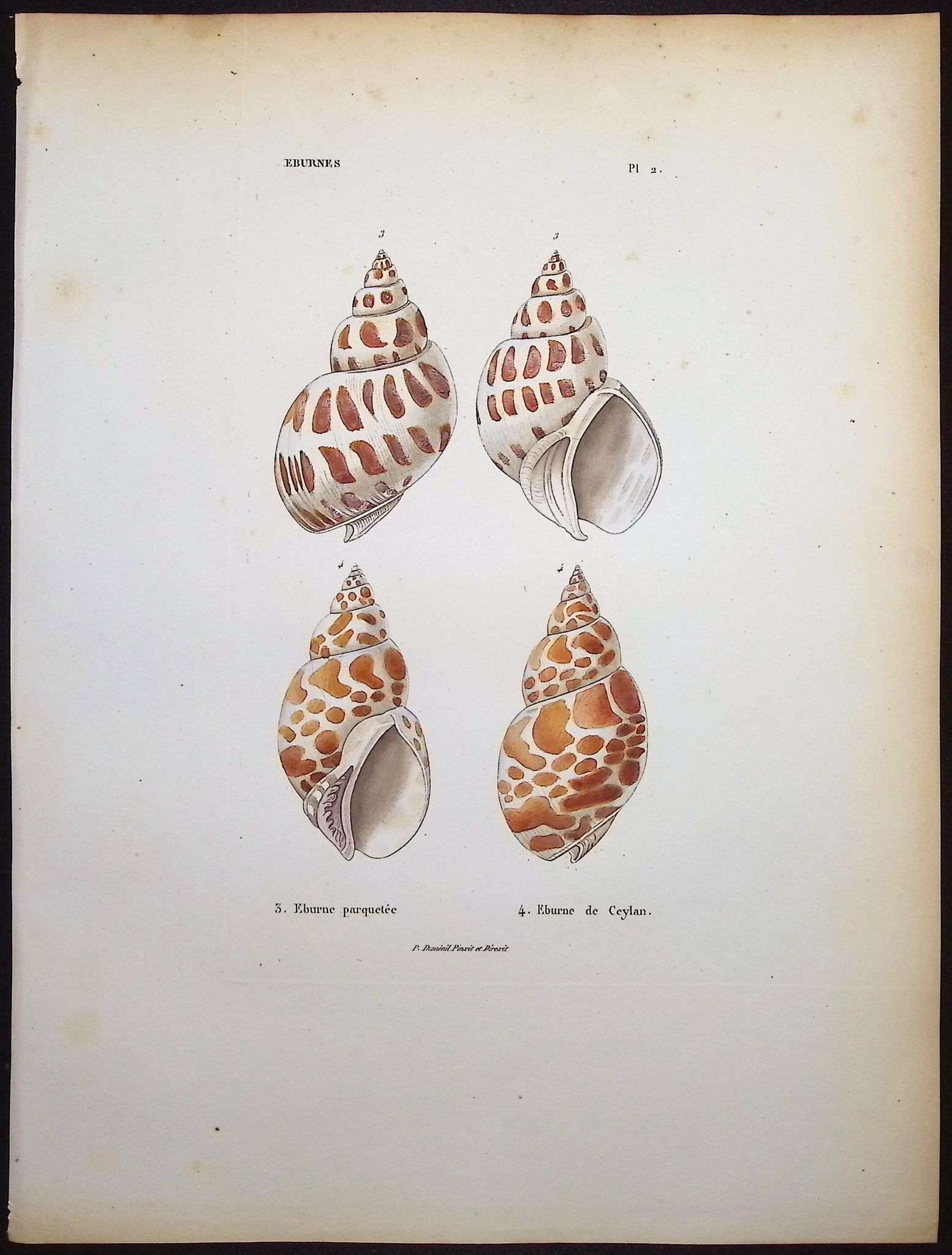 Shells