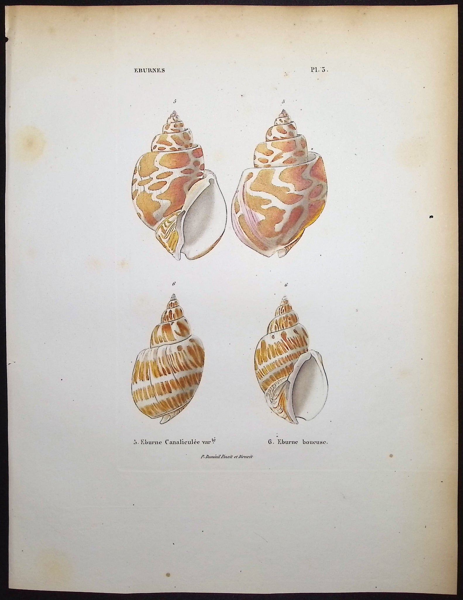 Shells
