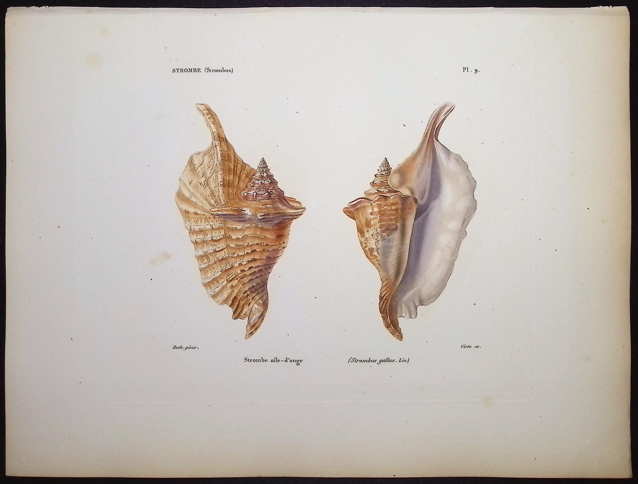 Shells