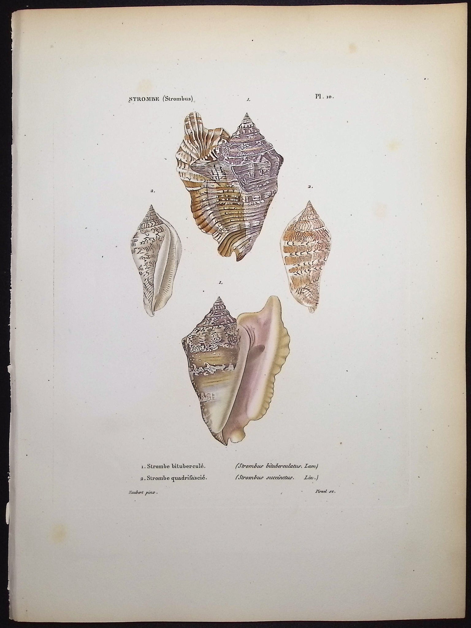 Shells