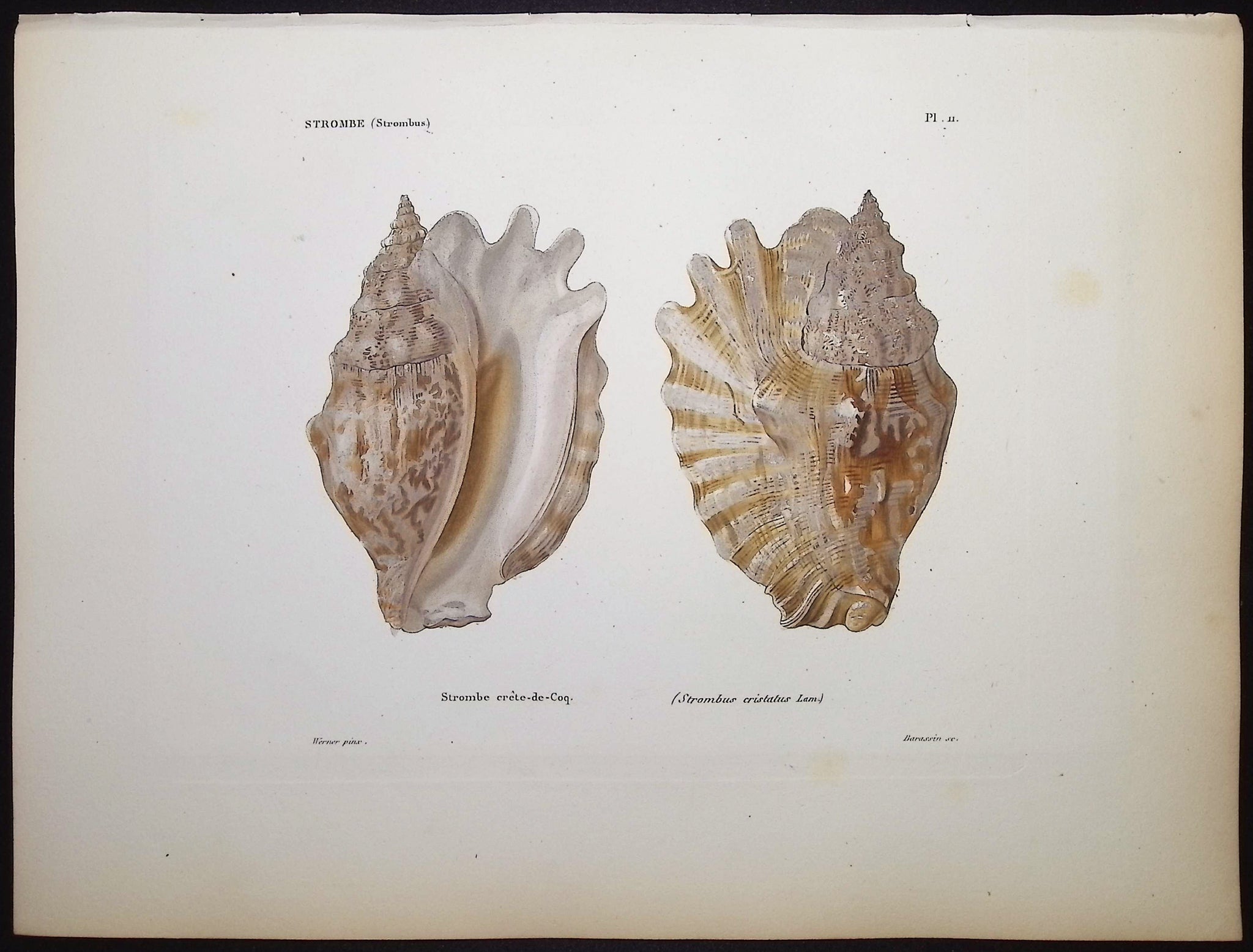 Shells