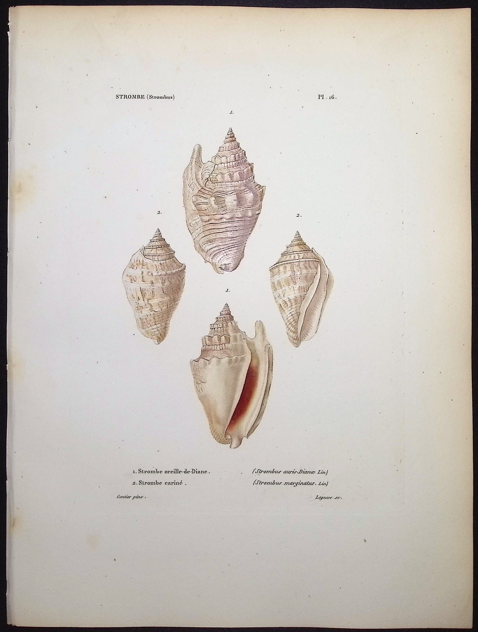 Shells