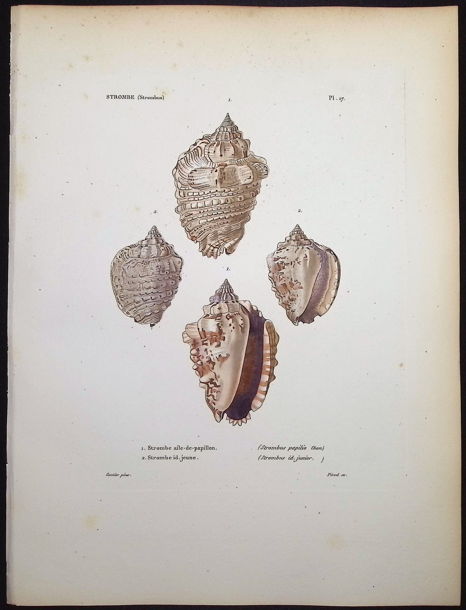 Shells