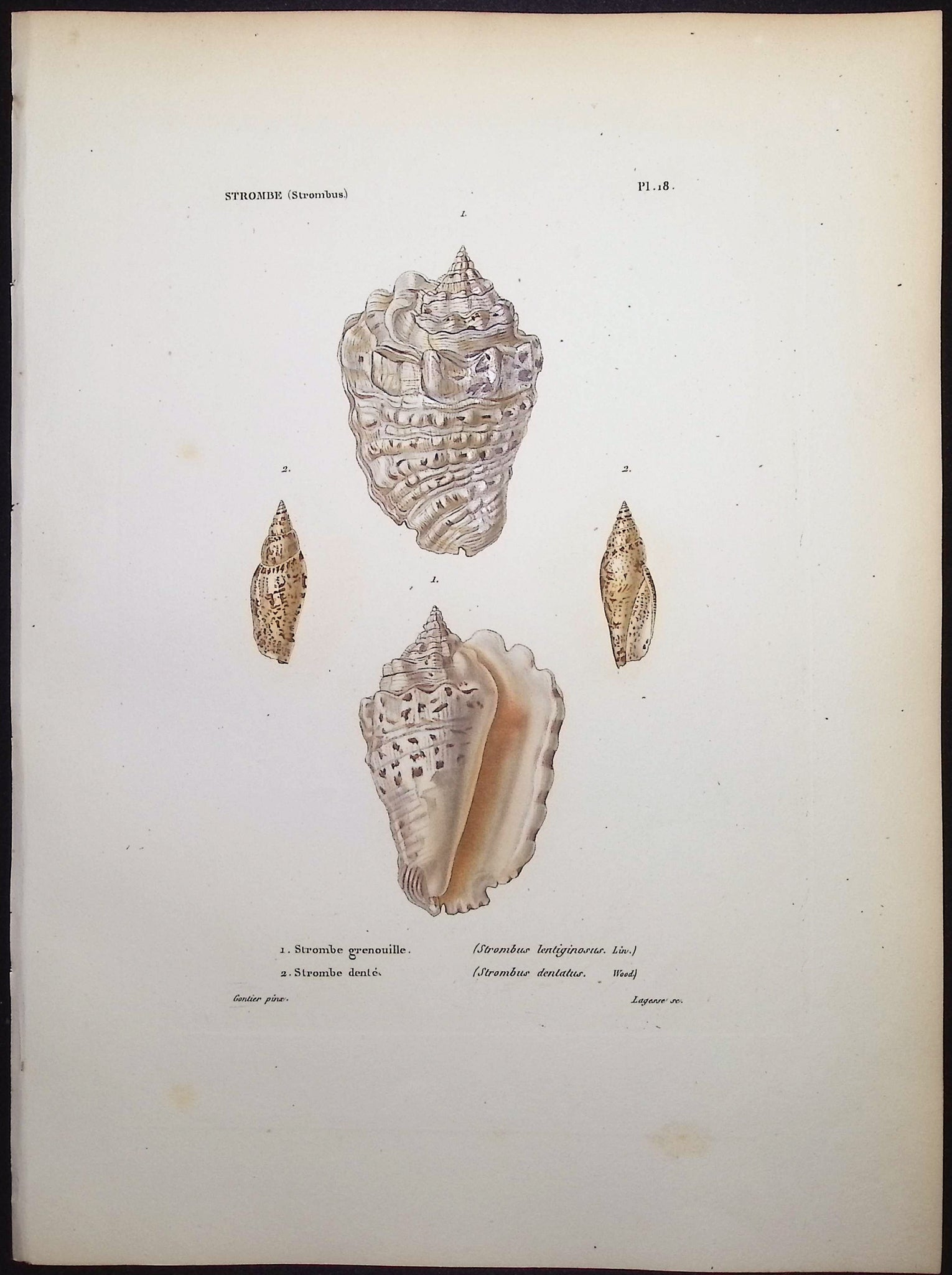 Shells
