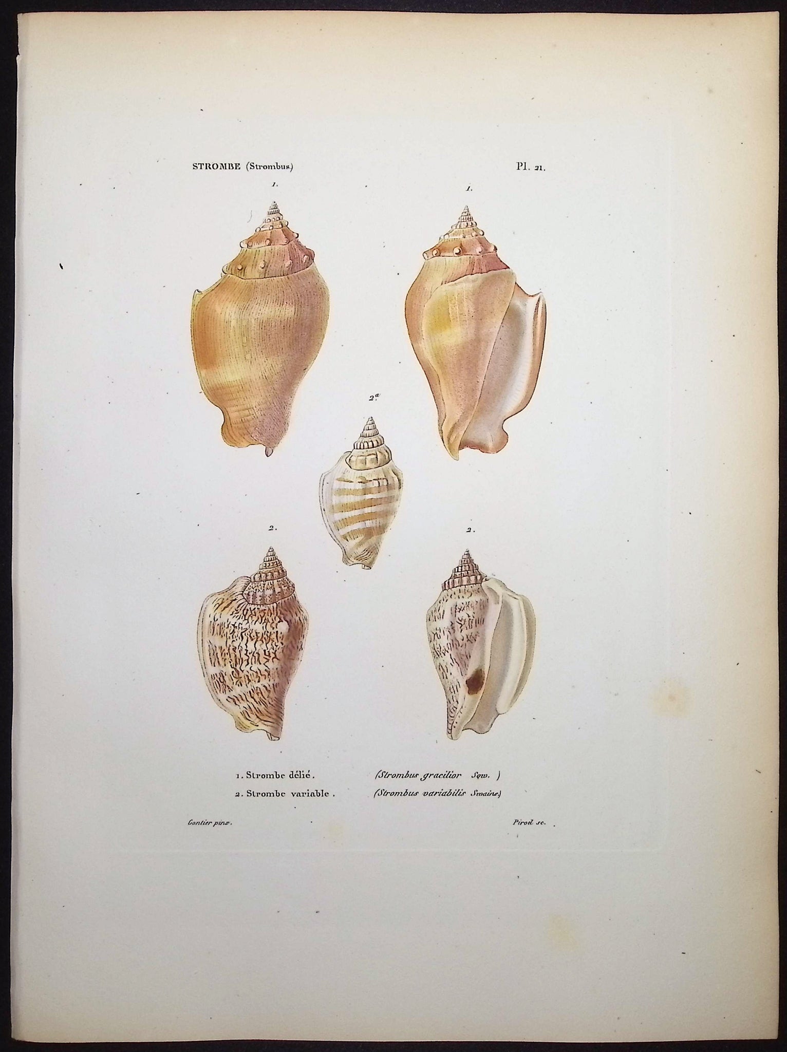 Shells