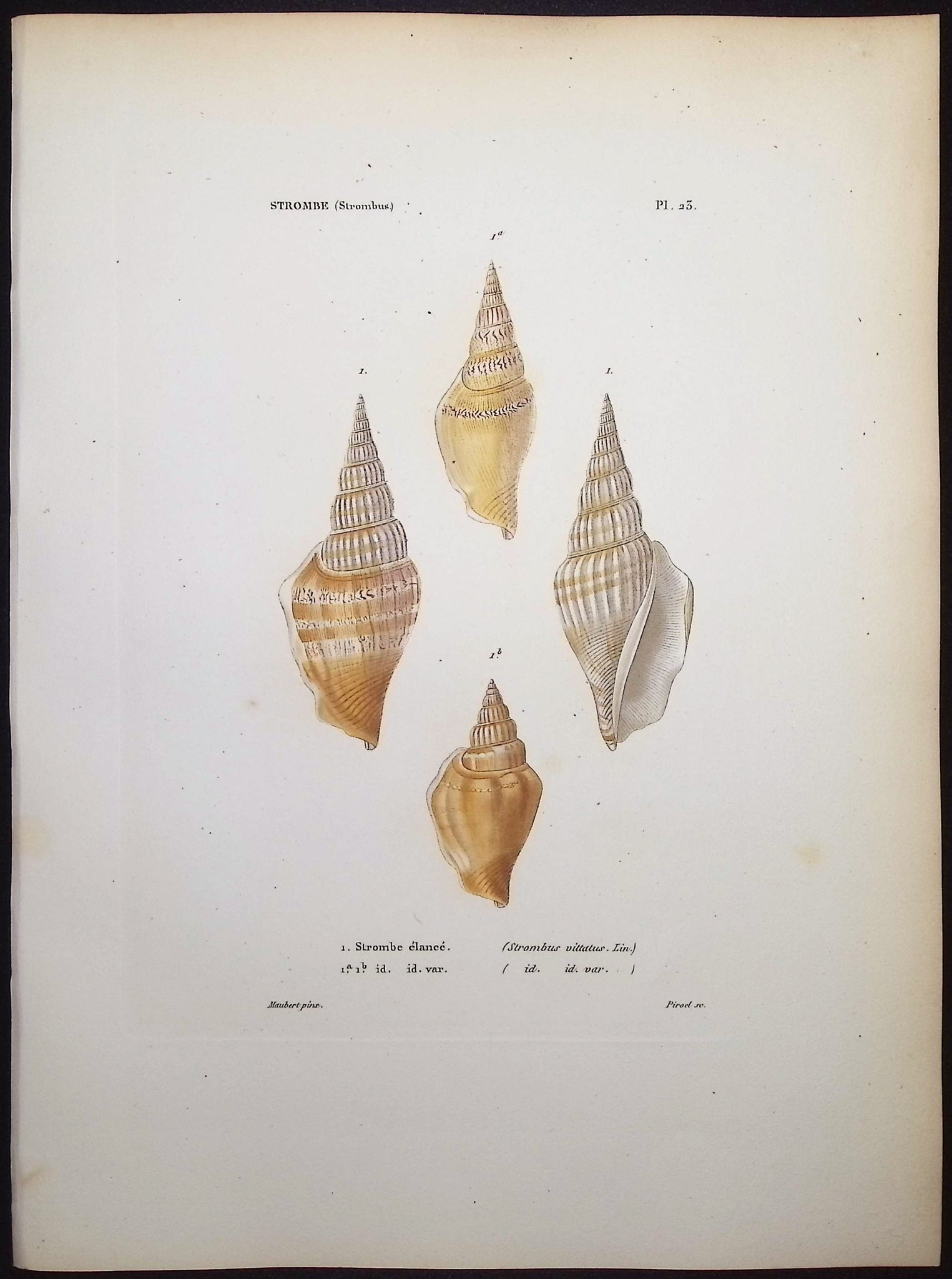Shells